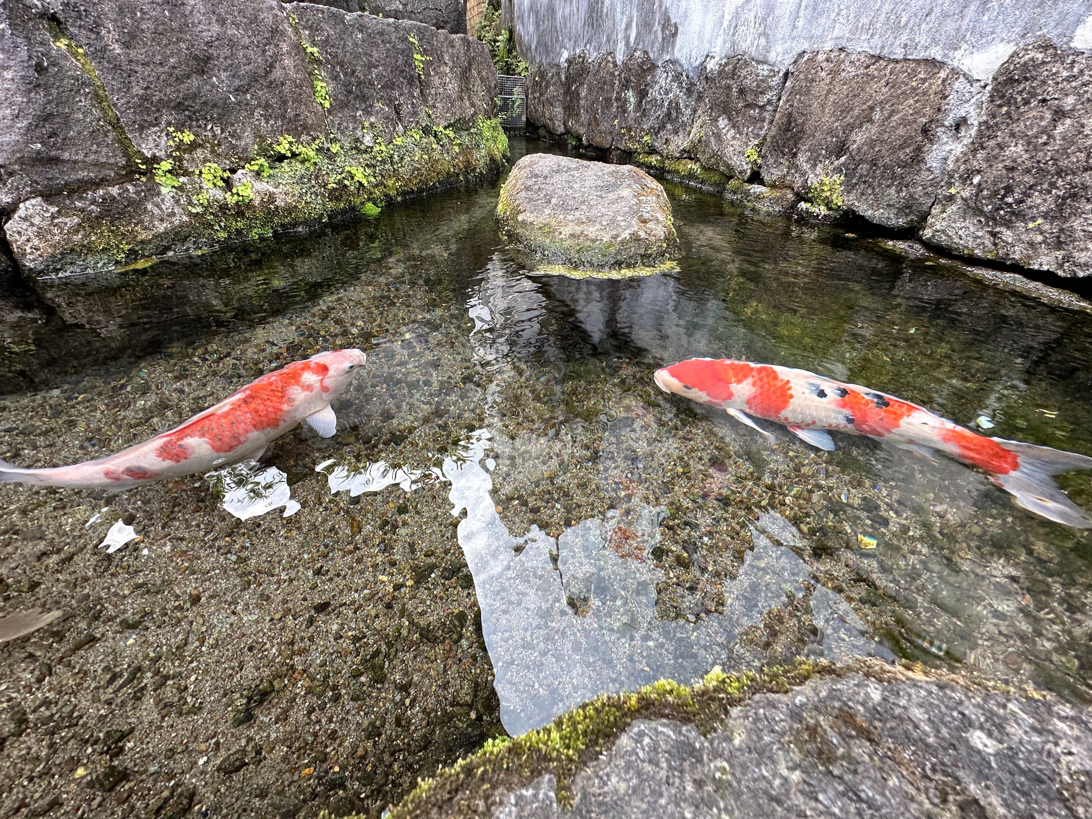 鯉の泳ぐまちを楽しもう｜sanchi