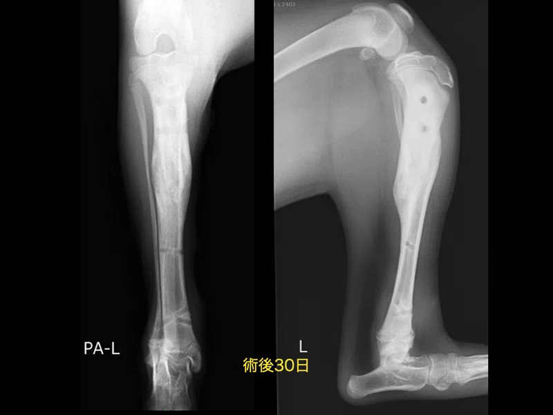 手術note11 犬4ヶ月齢の脛骨骨折を非観血的創外固定で治療した一例|QUARC動物病院