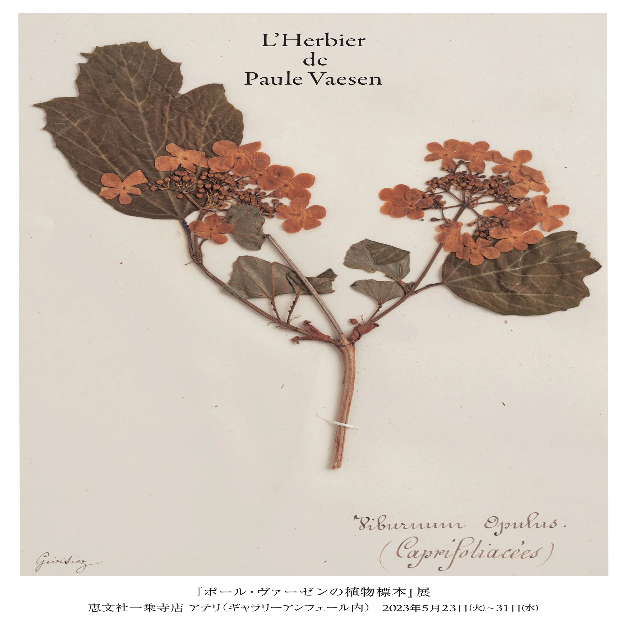 5月23日-31日 | 『ポール・ヴァーゼンの植物標本』展｜恵文社 | 本 
