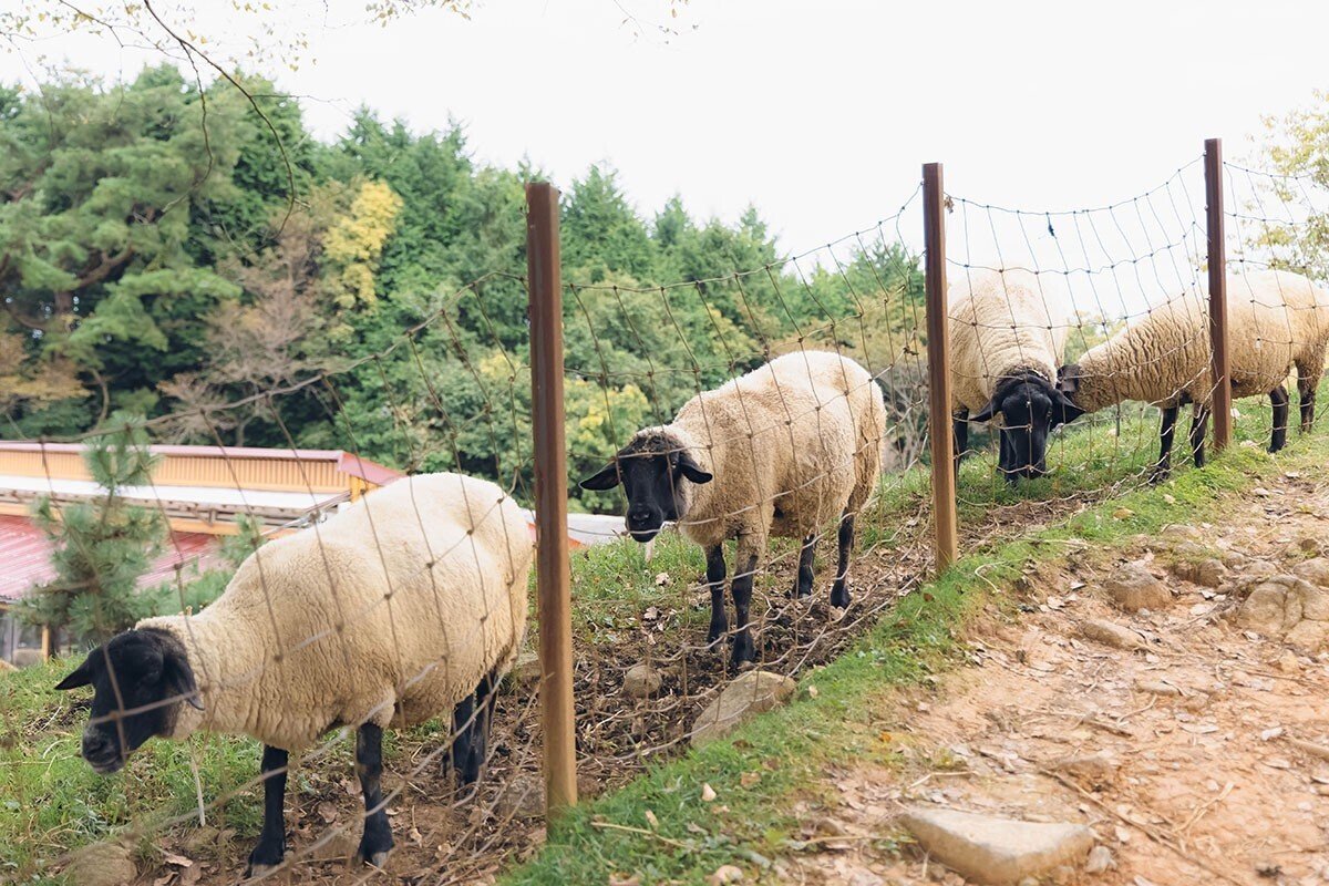 山添村のめえめえ牧場で初めてのえさやり体験｜花写真家 だいひょう