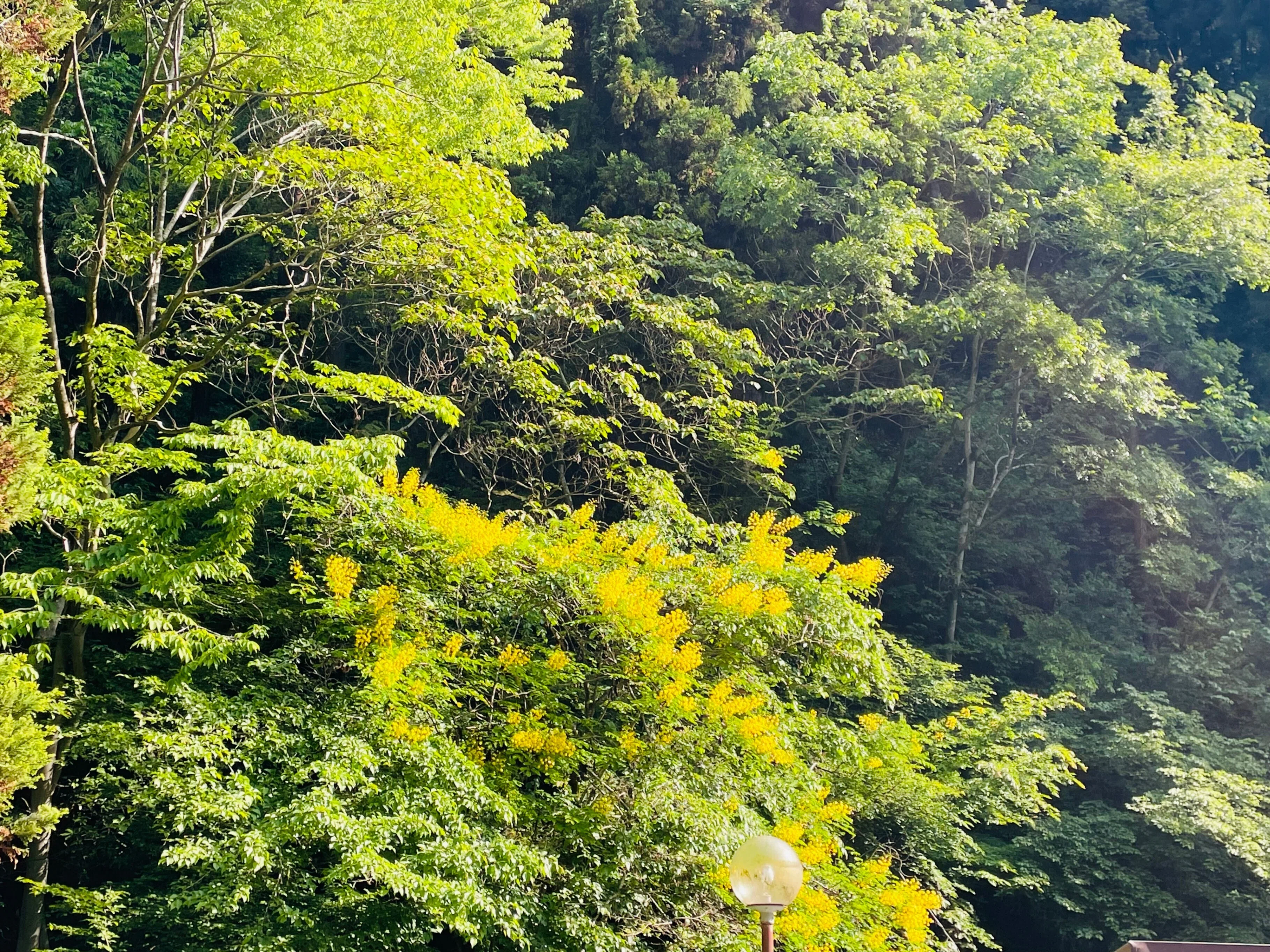 草戸山ハイキング【前編】｜Nature Factory 東京町田