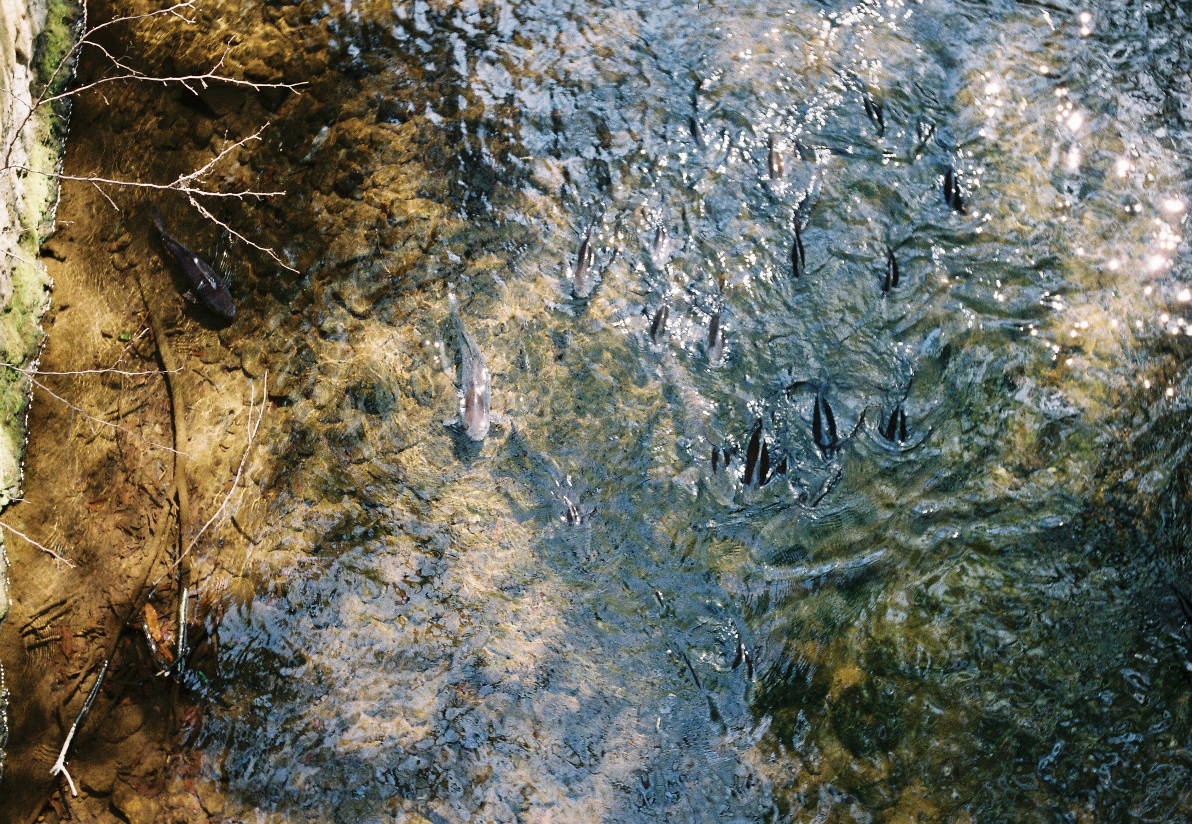 バルナックライカiiifとエルマー5cm f3.5で川辺を散歩する｜両眼