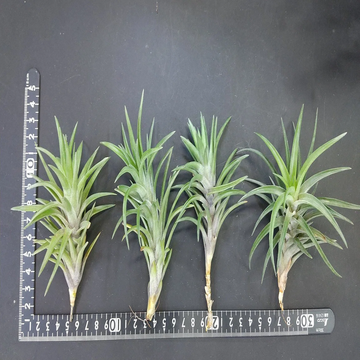チランジア入荷リスト5/12｜NatureGarden🌿神田