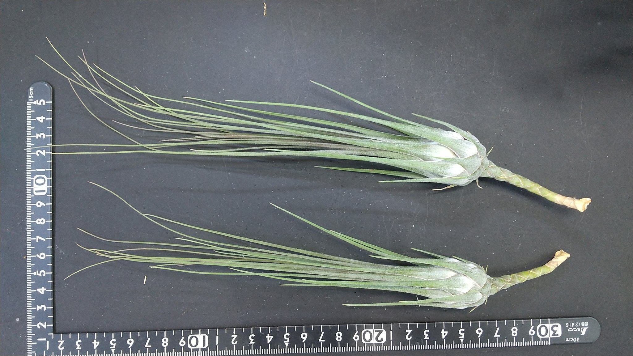 チランジア　Imbrogilo マザー株　ラスト苗 チランジア Imbrogilo マザー株 ラスト苗