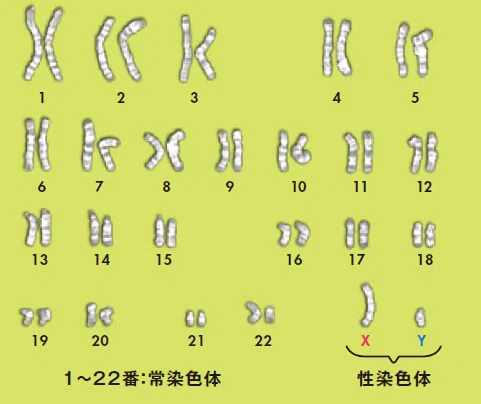 男のつもり、女のつもり XとYだけで性は決まらない～XXが女、XYが男の