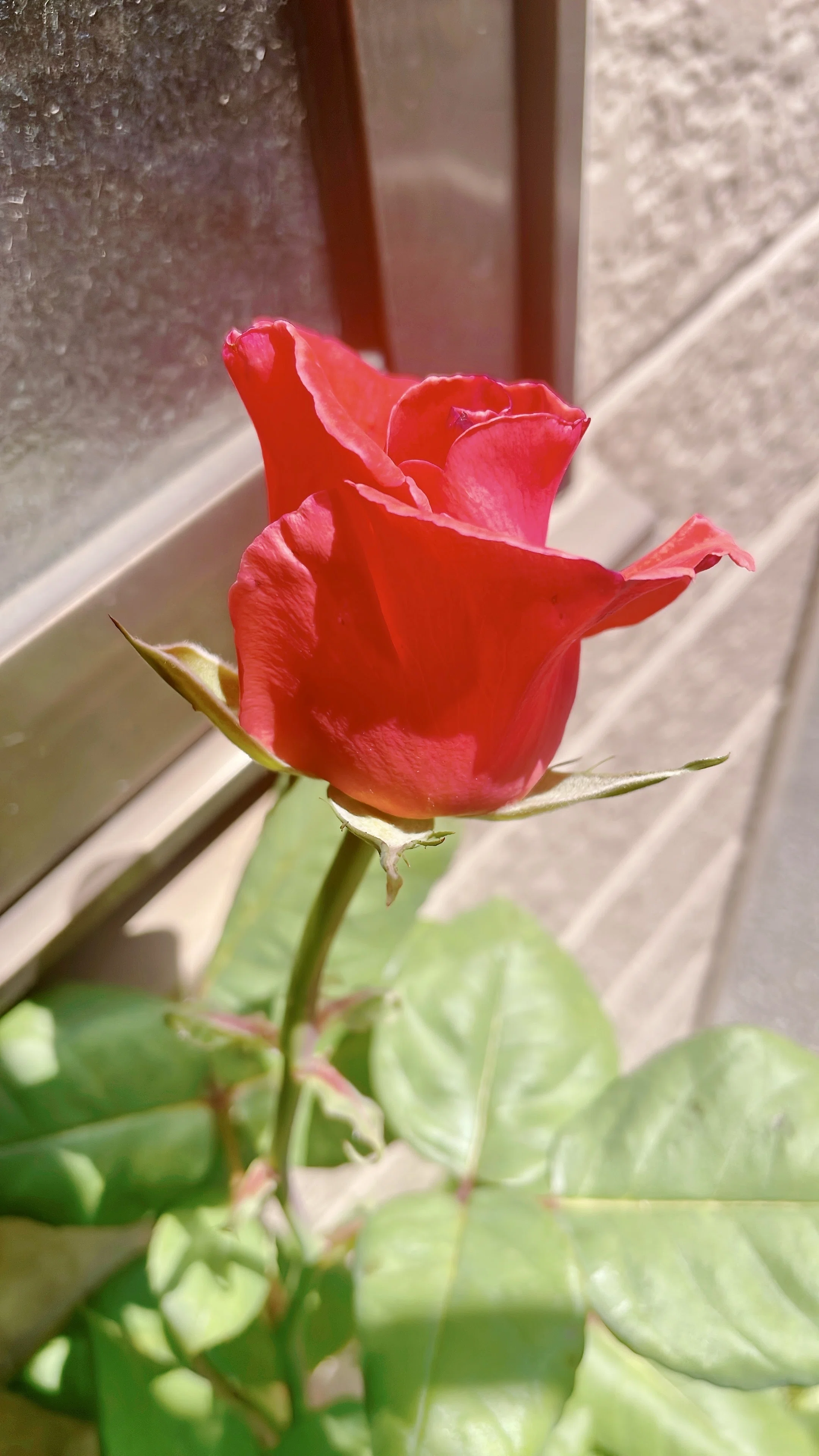 あだーじょさま確認用カメレオンローズ、ダリアのバラ、花火のバラ あだーじょさま確認用カメレオンローズ、ダリアのバラ、花火のバラ