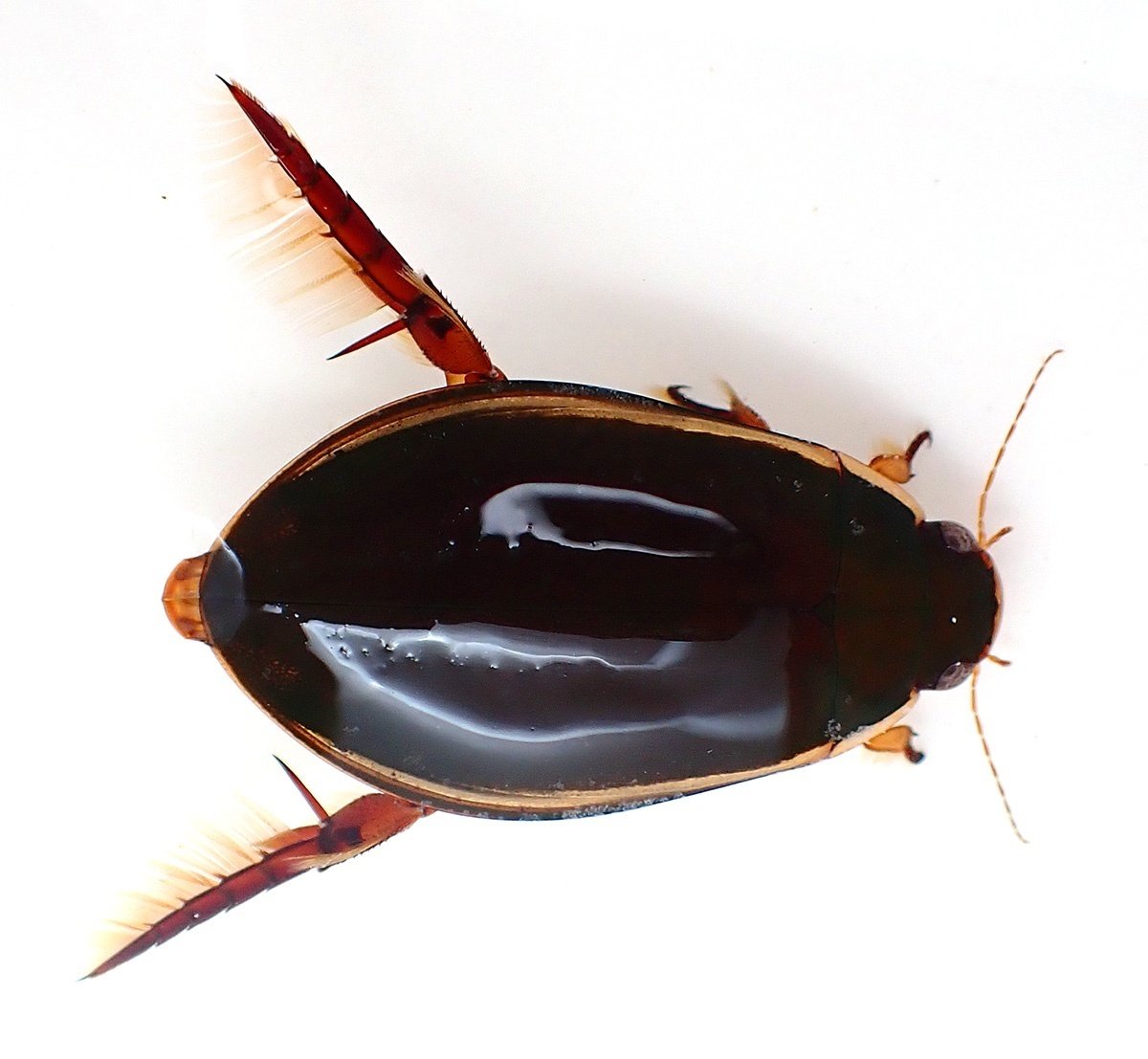 我が家の番犬ケンゴロウ ゲンゴロウ