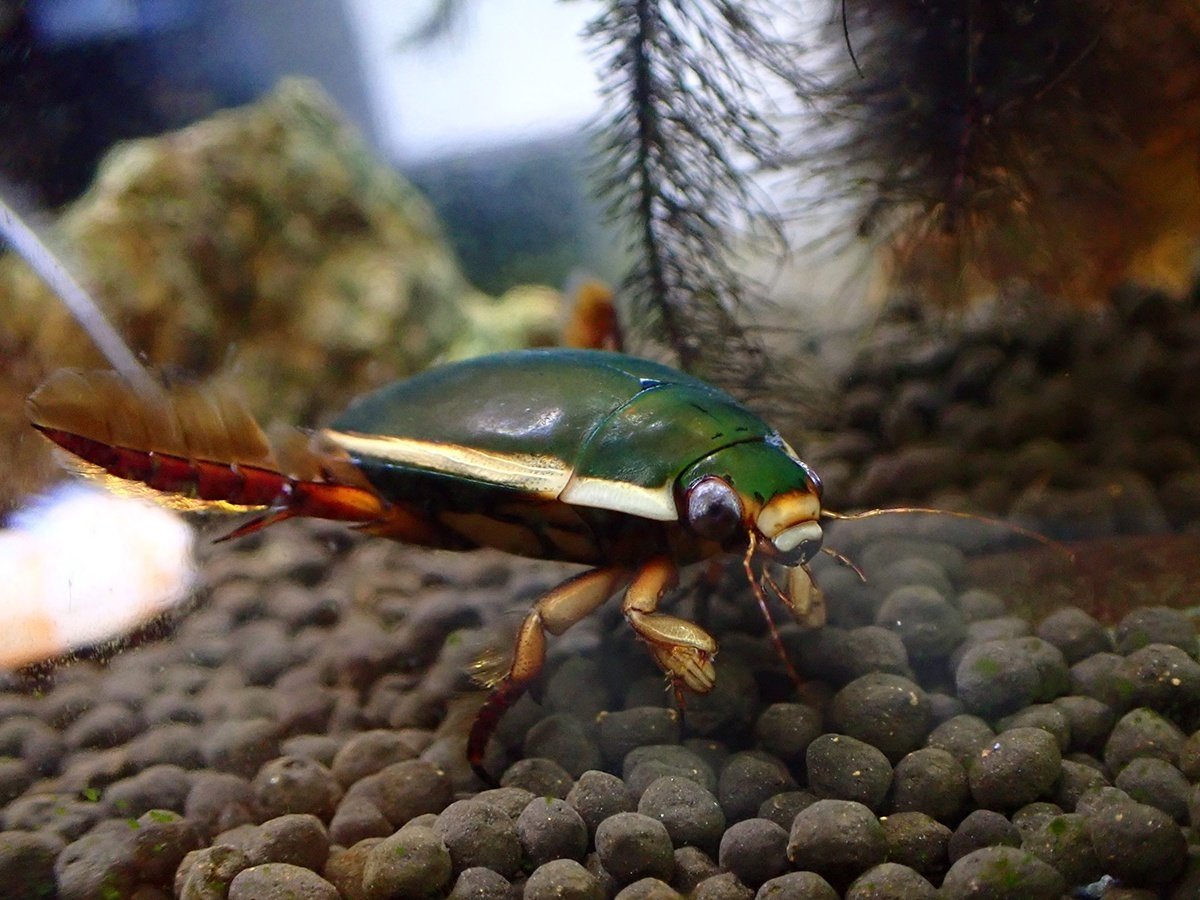 ゲンゴロウ｜Hinata