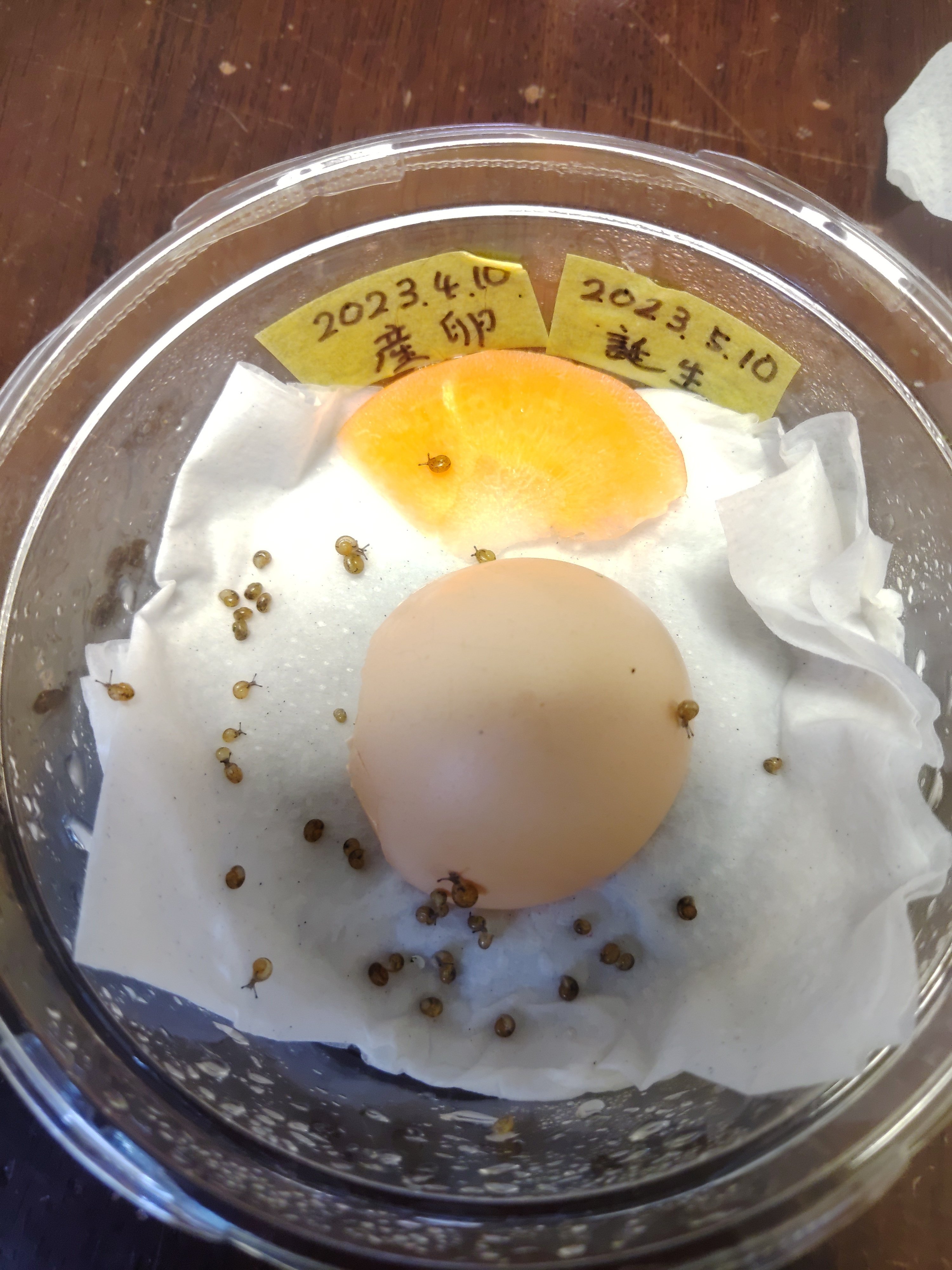 カタツムリ🐌 46匹の赤ちゃん成長記 20日目｜いふ！