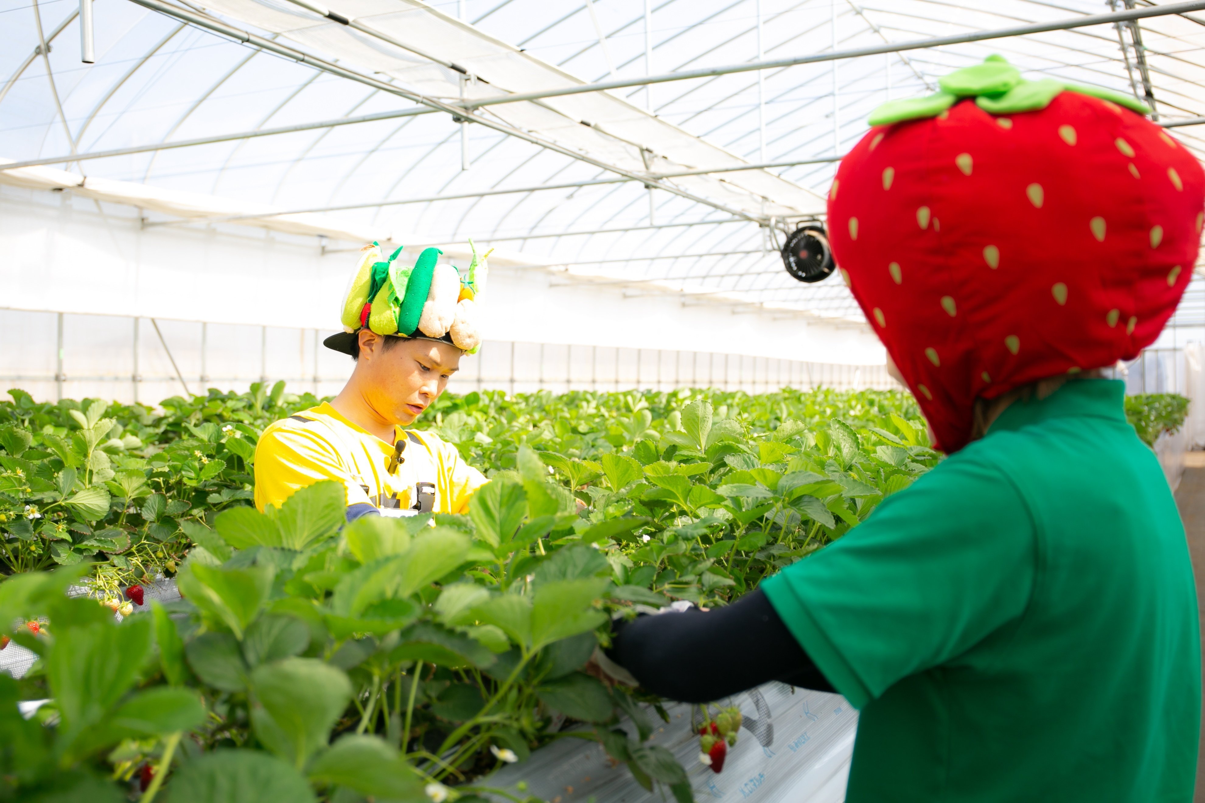 ヤサイちゃん農家ほうもん記 津田農園編｜ヤサイちゃんPJT