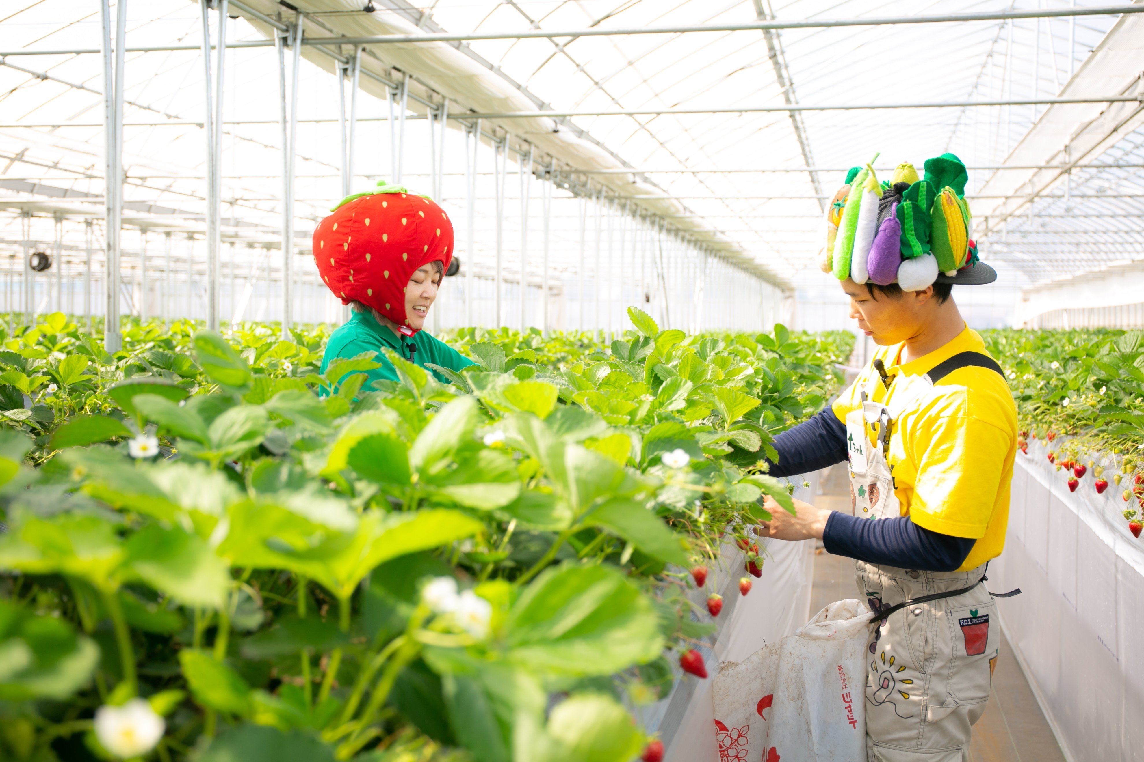 ヤサイちゃん農家ほうもん記 津田農園編｜ヤサイちゃんPJT