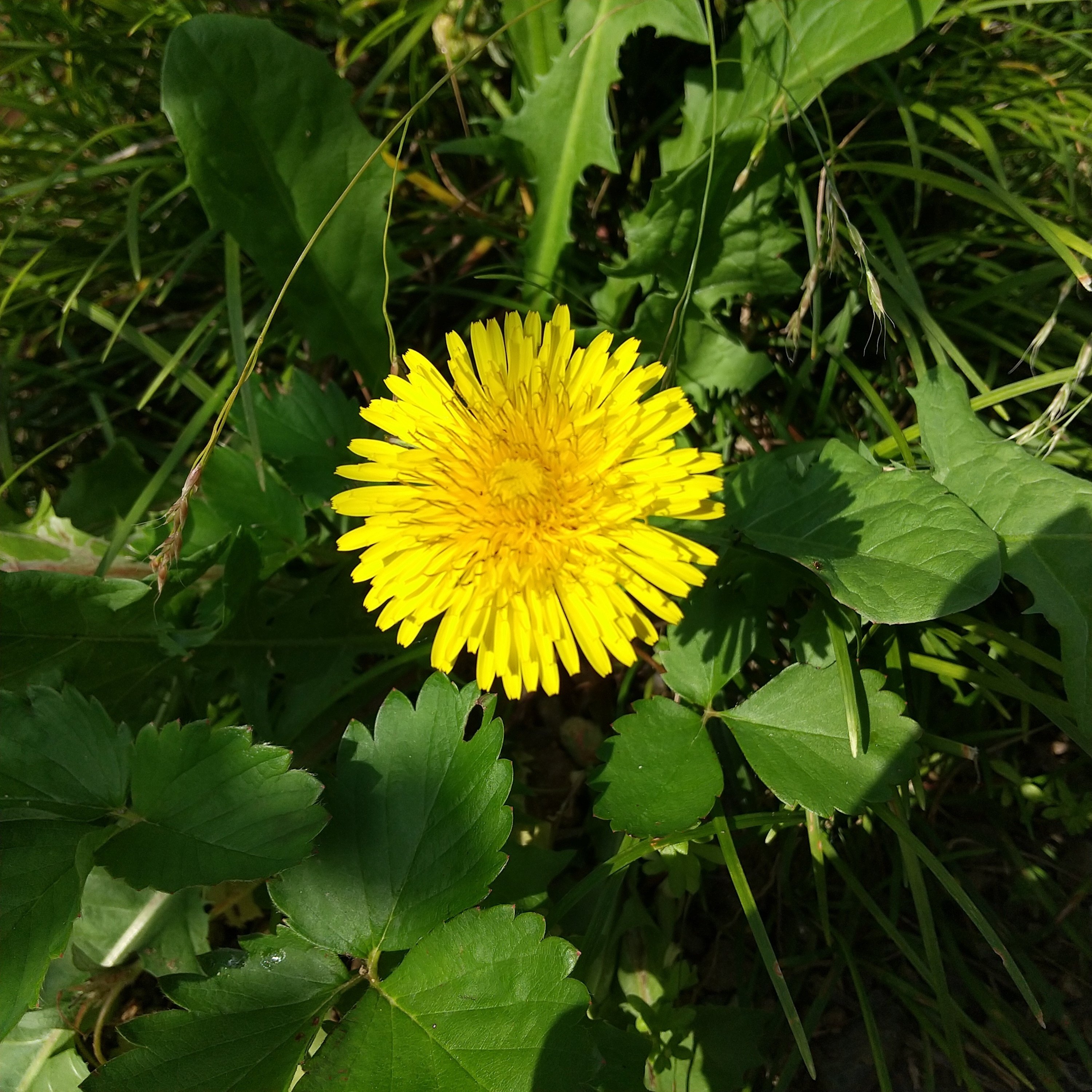 タンポポ観察記①（1～2日目）｜エト
