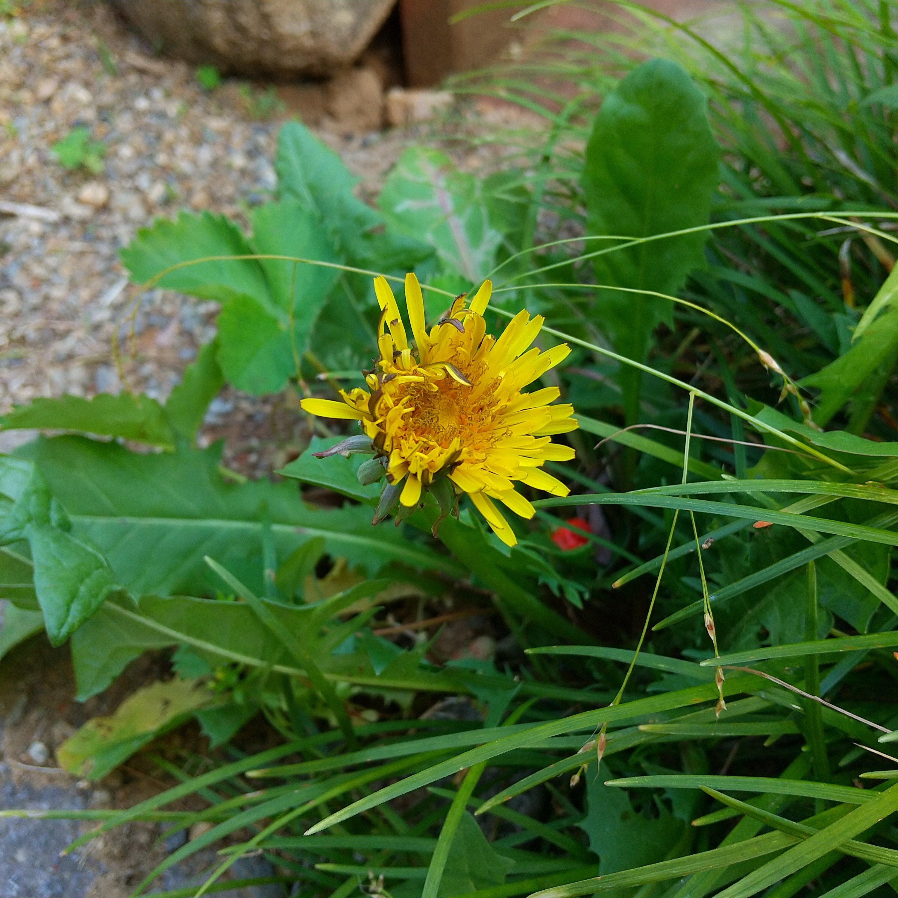 タンポポ観察記①（1～2日目）｜エト