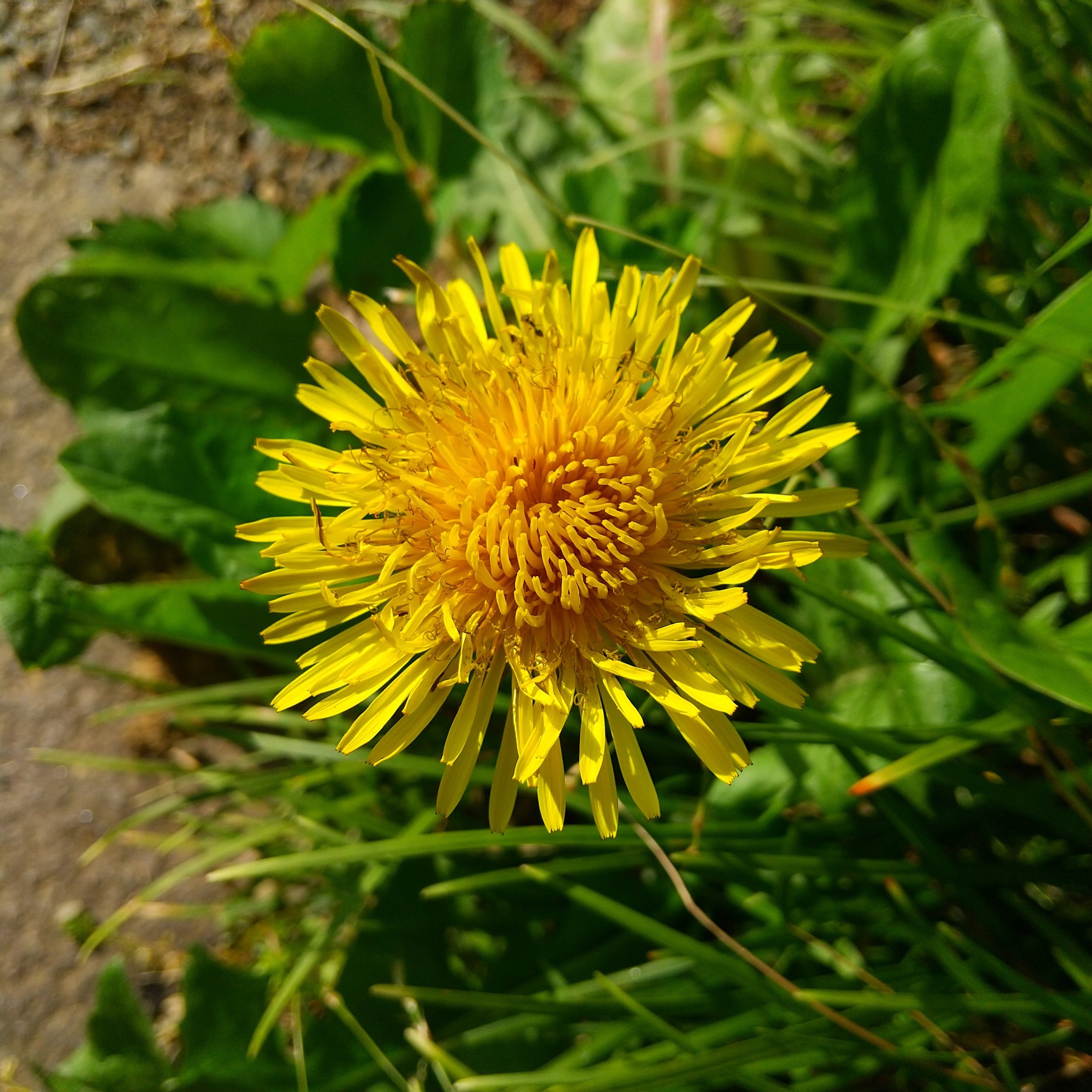 たんぽぽりんページ 全国の親子が参加！身近な自然で環境調べ。「たんぽぽかんきょう