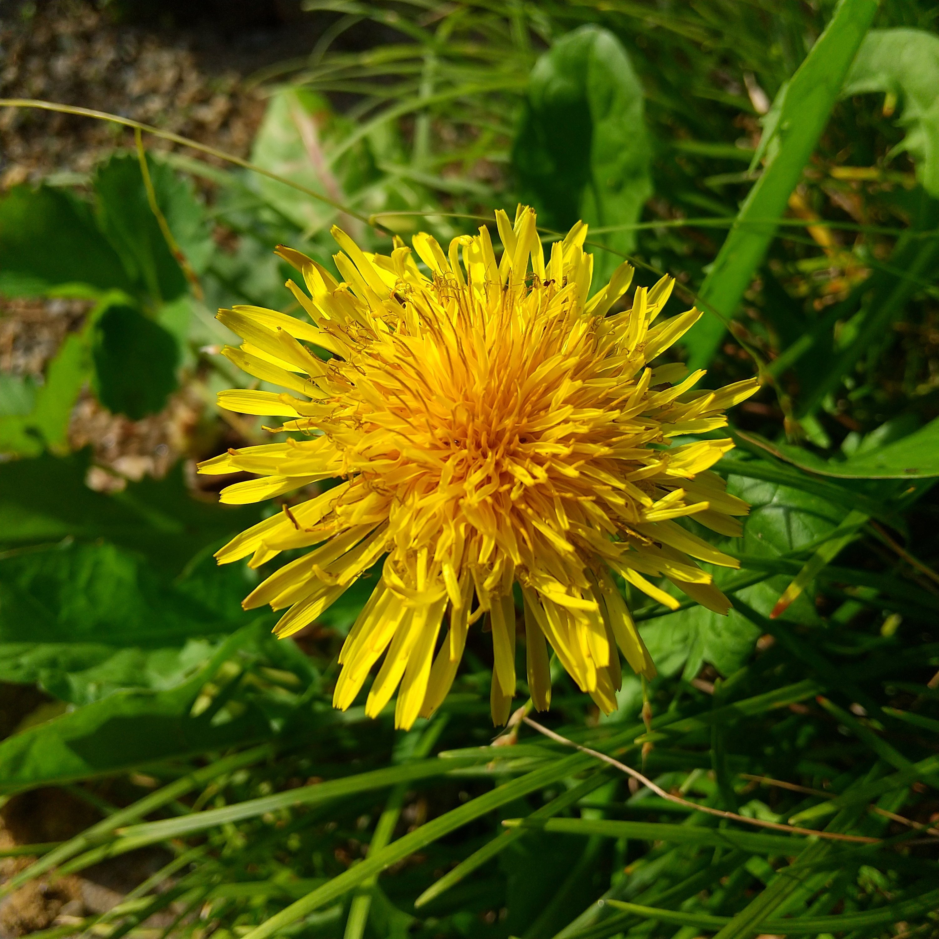 タンポポ観察記①（1～2日目）｜エト