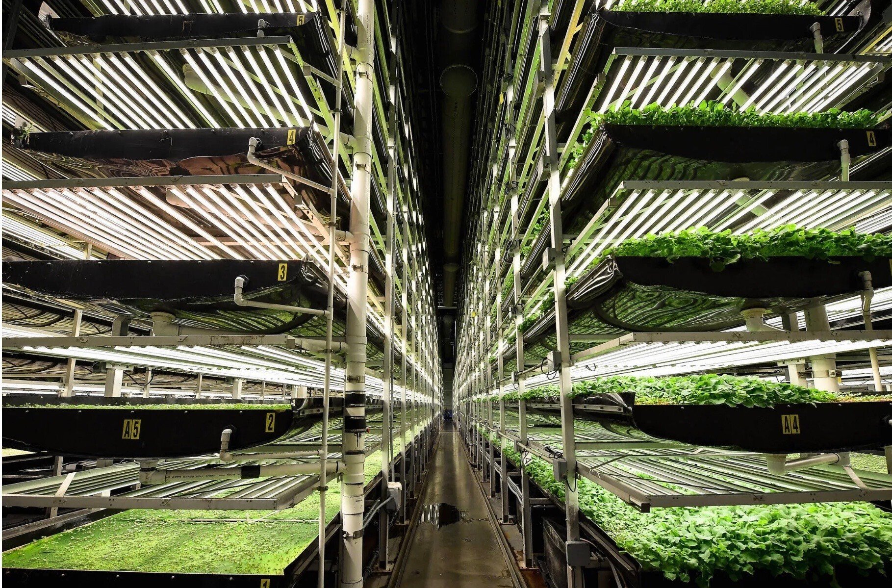 アグリテックを読み解く】植物工場が苦戦する中、「農業版Tesla アグリテックを読み解く】植物工場が苦戦する中、「農業版Tesla