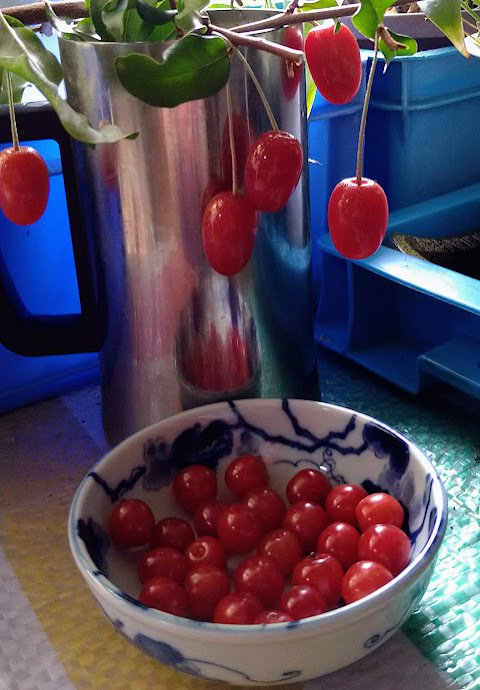 グミとユスラウメ|さくら