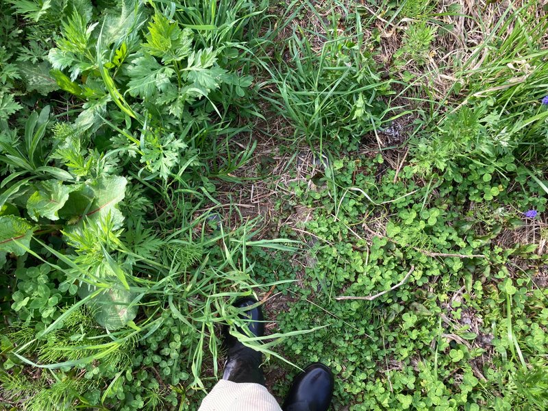 北海道_庭日記 小道をつけたら、厄介者と思っていた植物が繁茂しなくなった
