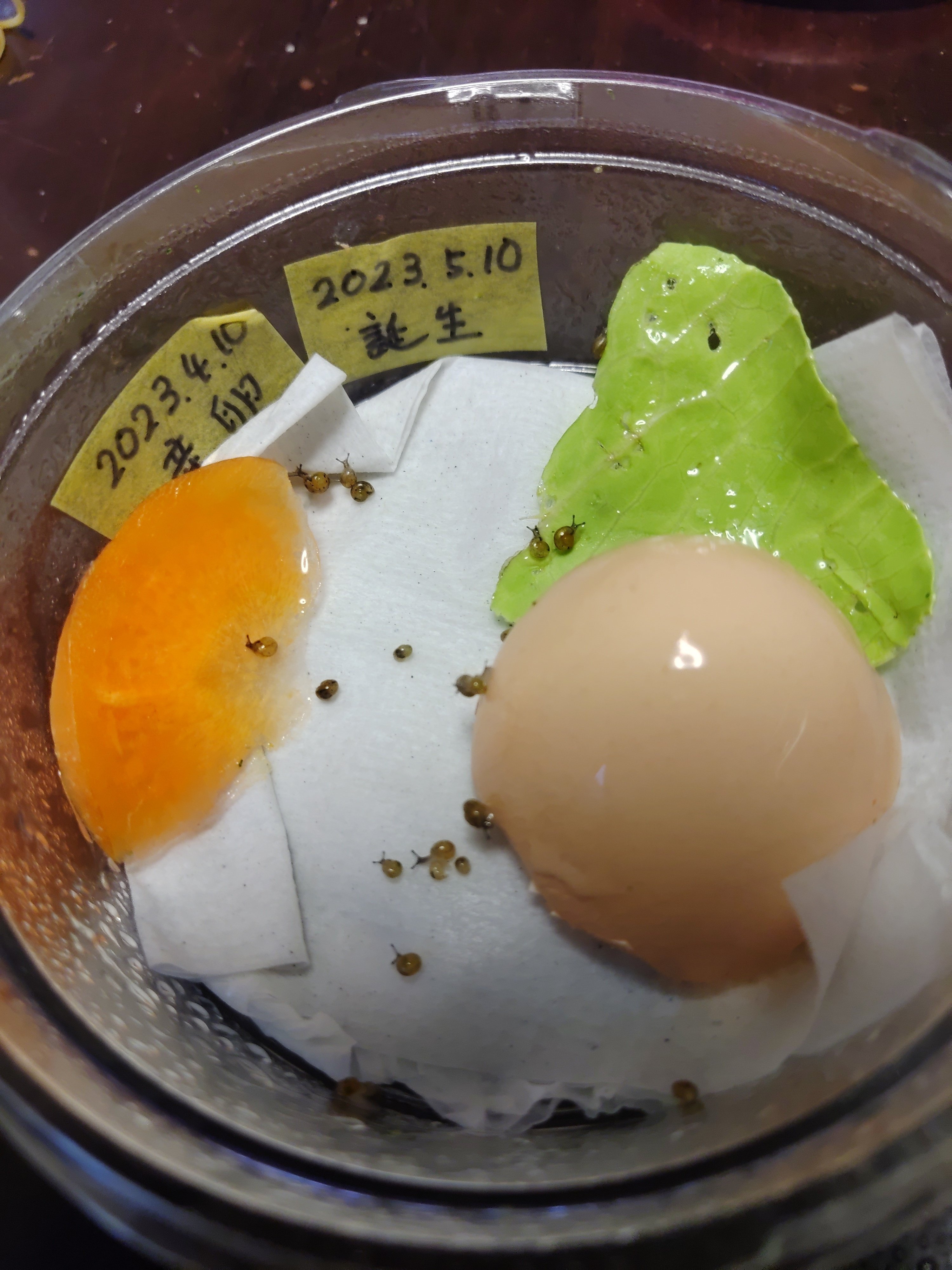 かたつむり様確認ペー カタツムリの年輪調べ｜観察｜自由研究プロジェクト｜学研×朝日新聞