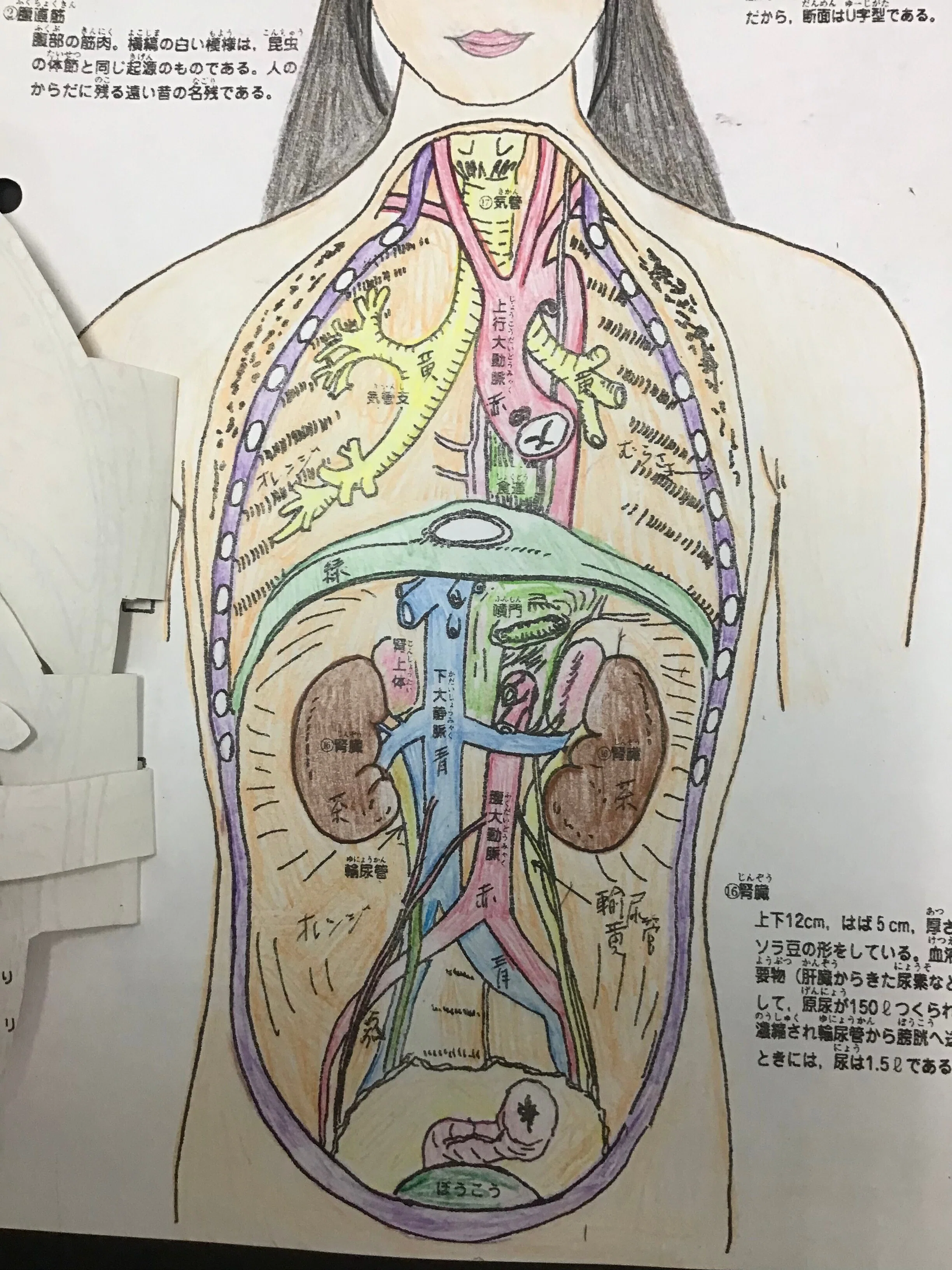 2023.5.19 理科 人体解剖図｜arly