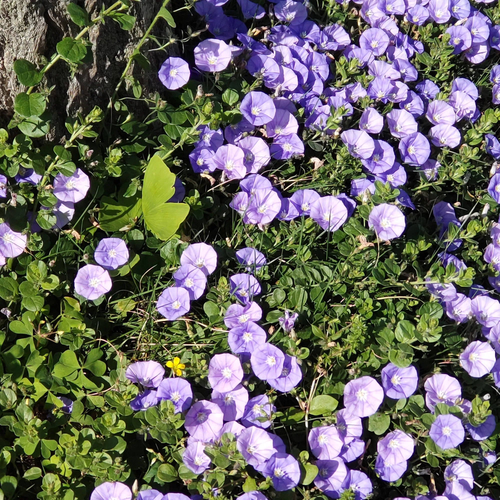 薄紫色の花が咲く季節に見つけた小さな希望｜yumi