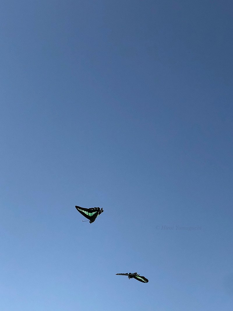 アオスジアゲハの写真です。晴天の青空に、二頭、飛んでいます。颯爽と飛んでいます。