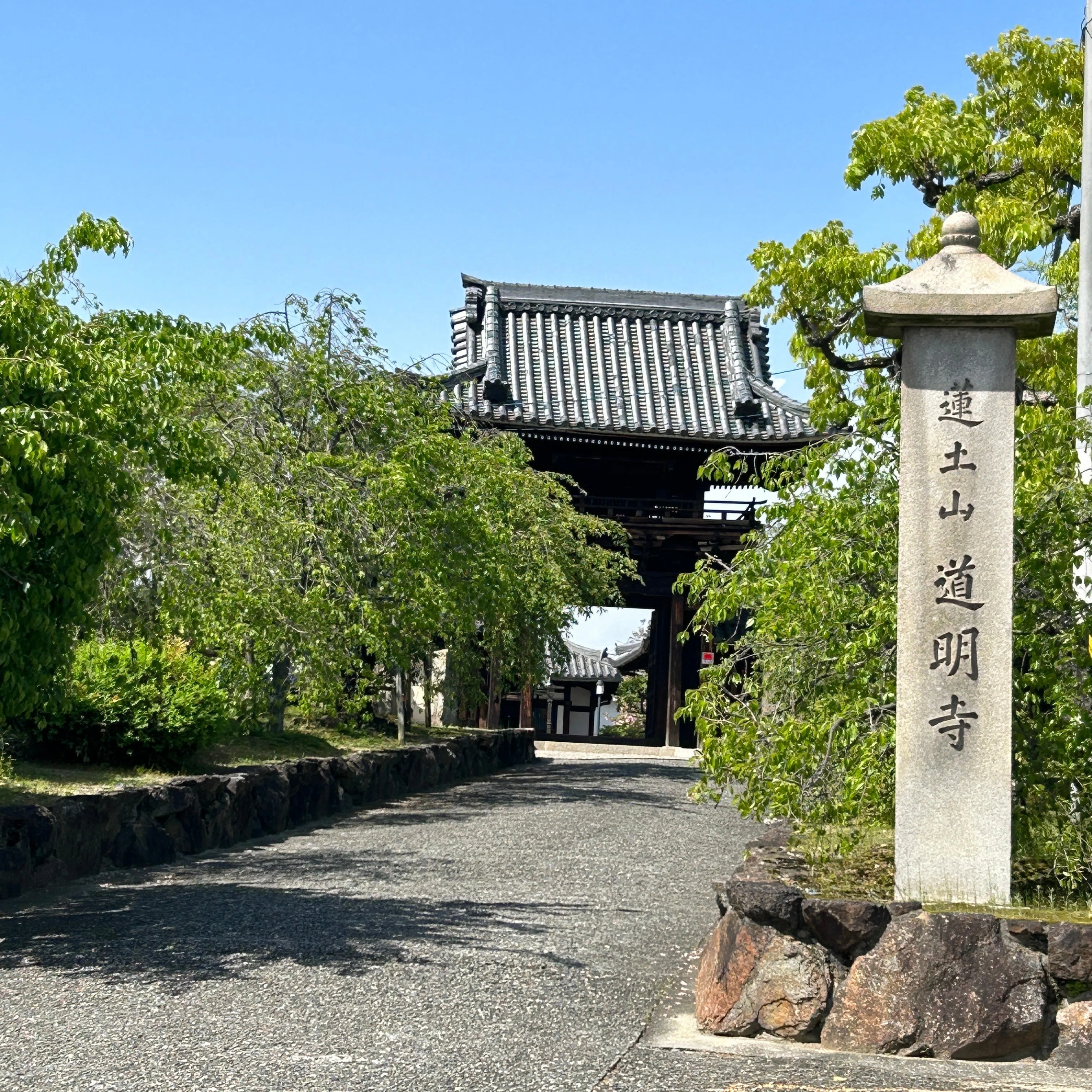 葛井寺（ふじいでら）へ藤見に〜道明寺｜♭のぶ