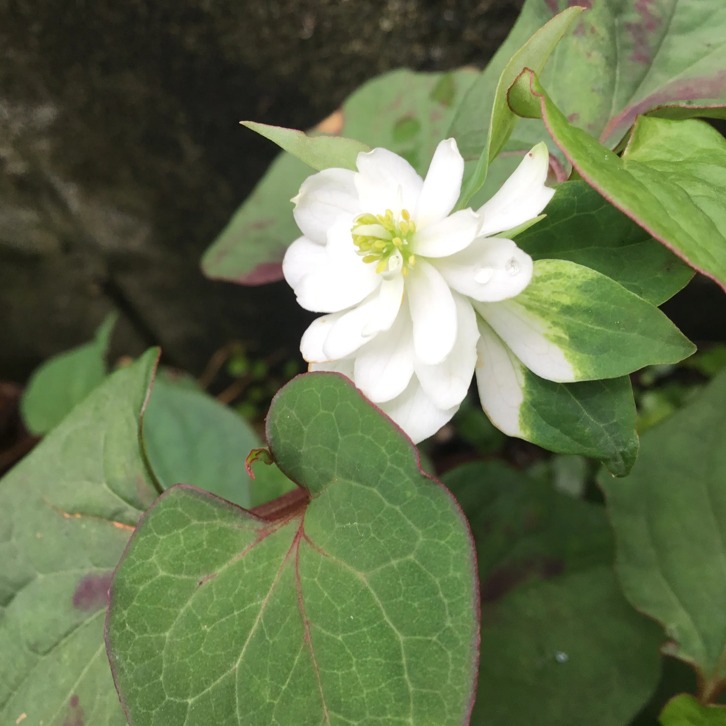八重咲きドクダミ開花 花びらと葉、どちらになろう｜Chappy