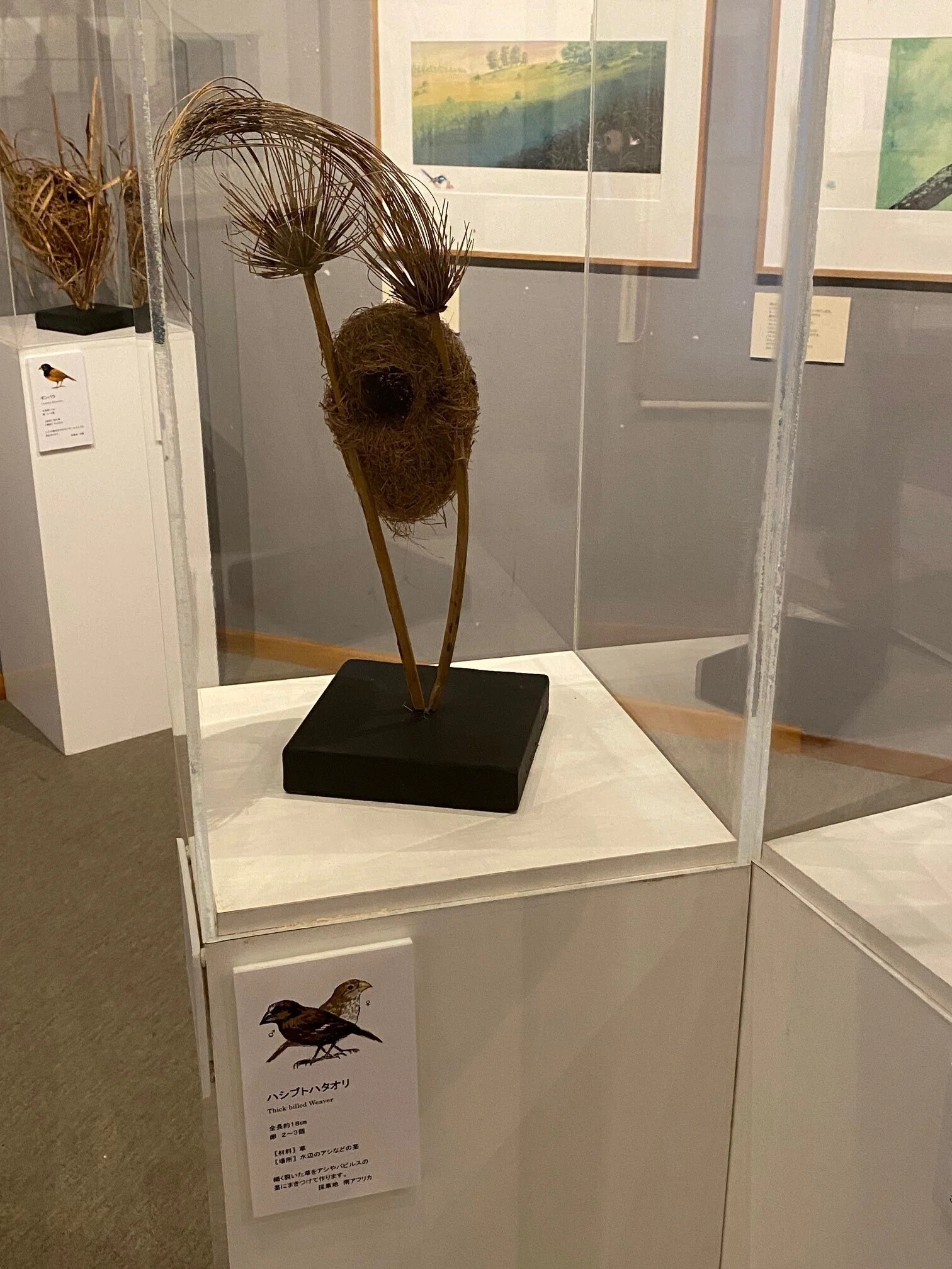 画家・絵本作家の声】鈴木まもるさんインタビュー～「森にあつまれ“鳥