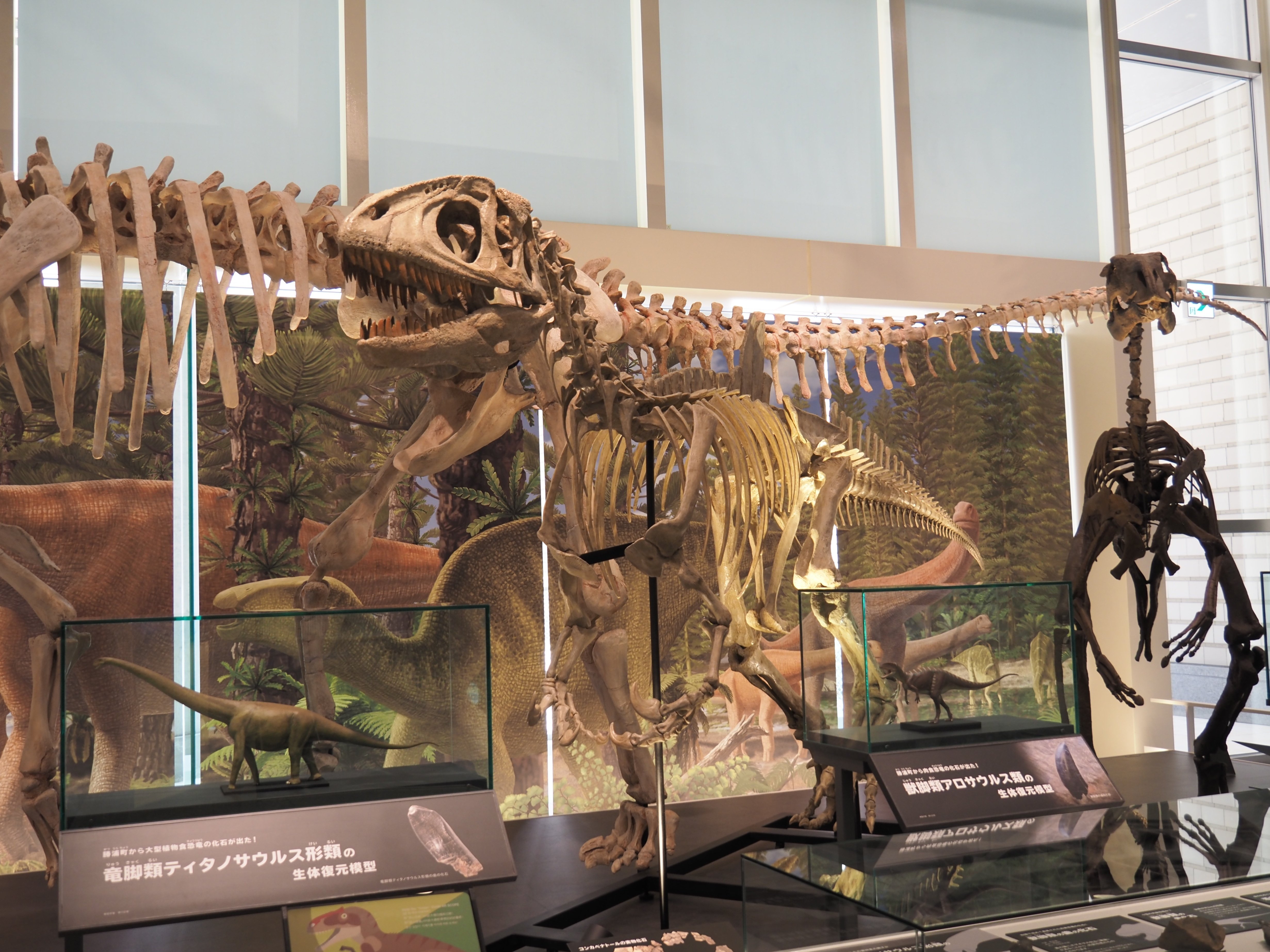 編集先記】ここだけの化石が地味にスゴイ！徳島県立博物館編vol.1｜本