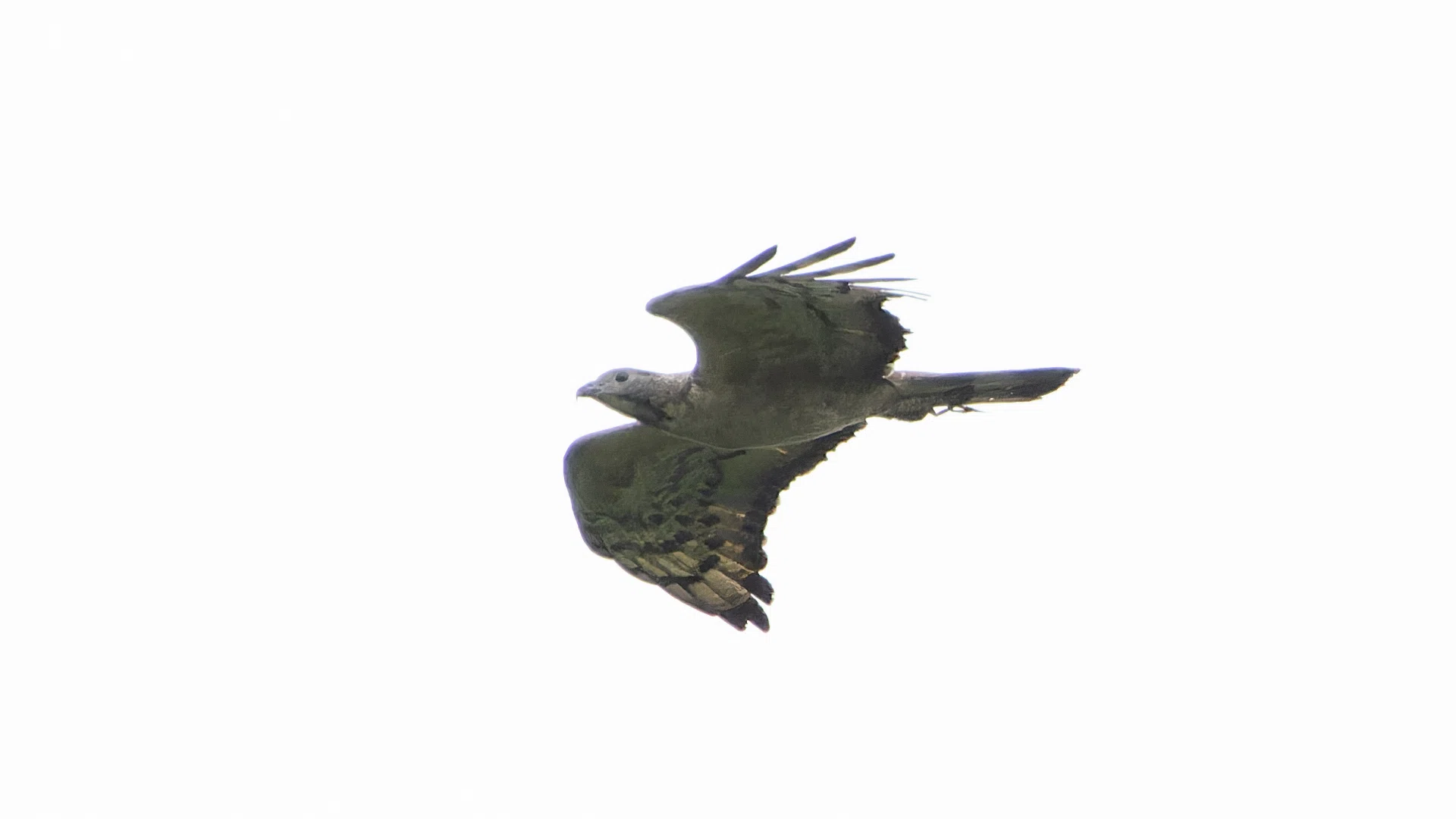 タカ飛翔写真のAIノイズリダクション｜神戸の野鳥クラブ@きたの みつよし