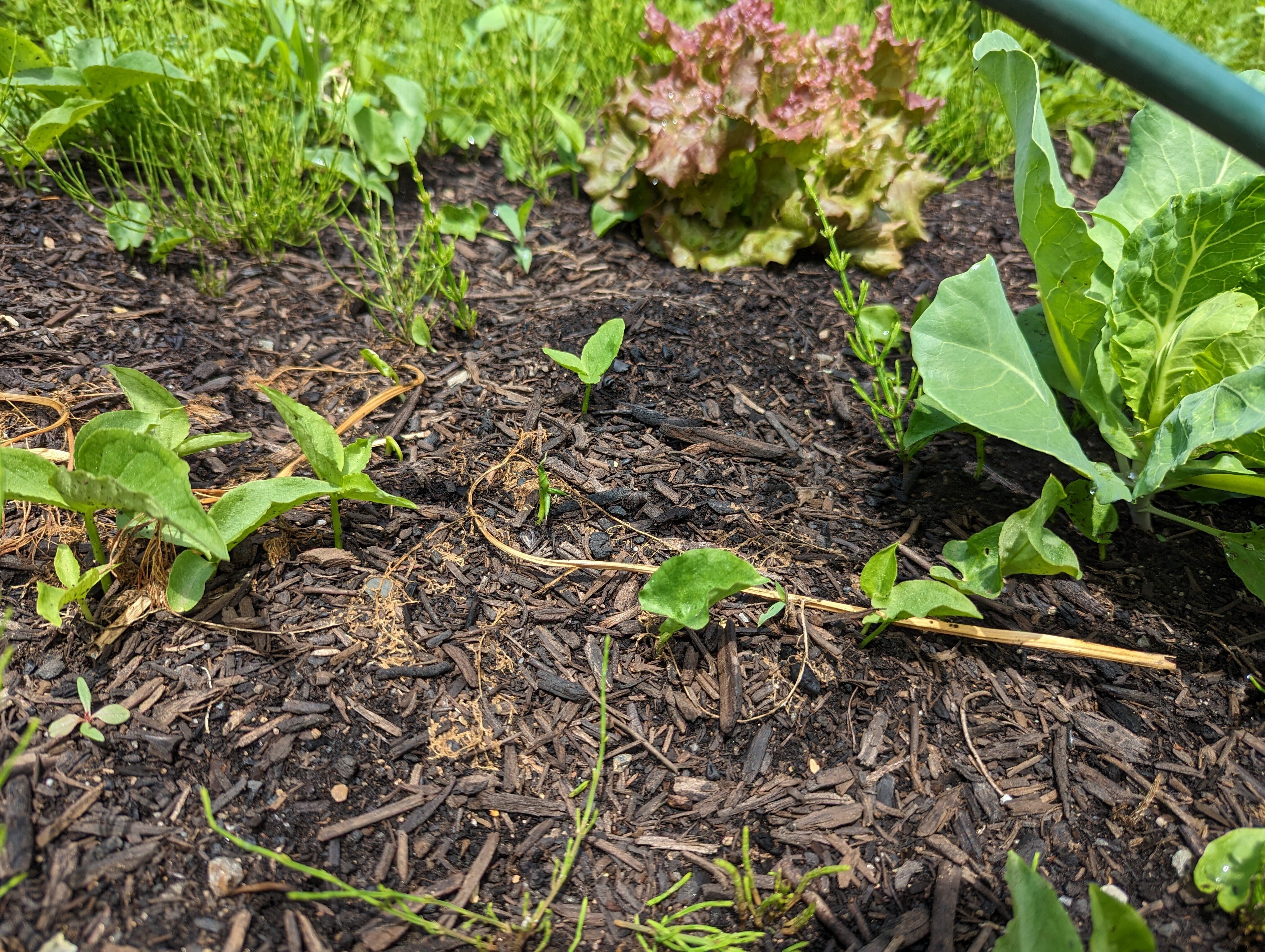 no dig堆肥マルチングの除草効果について｜farmfrogこやま