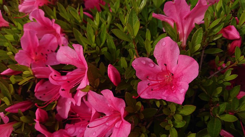 花も雨に耐え、きれいな状態を保てていますね。この花壇のこのお花は満開でした。