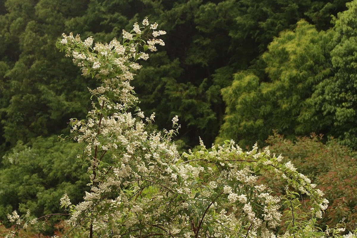 ＜花便り＞ウツギの花｜清愁