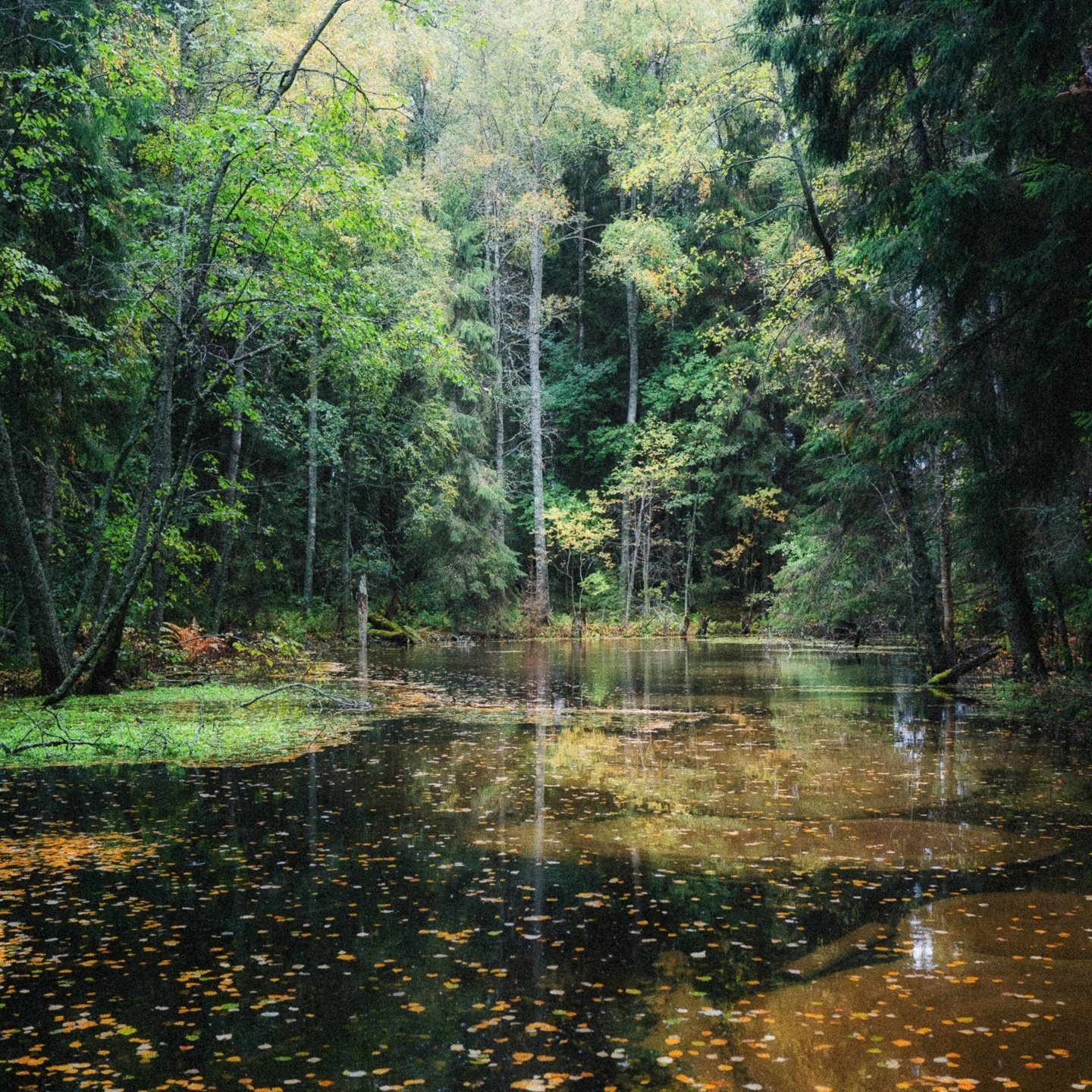 Design&Art|デザインを探して 〈05. 神秘の森のその先へ〉|LAPUAN Design&Art|デザインを探して 〈05. 神秘の森のその先へ〉|LAPUAN