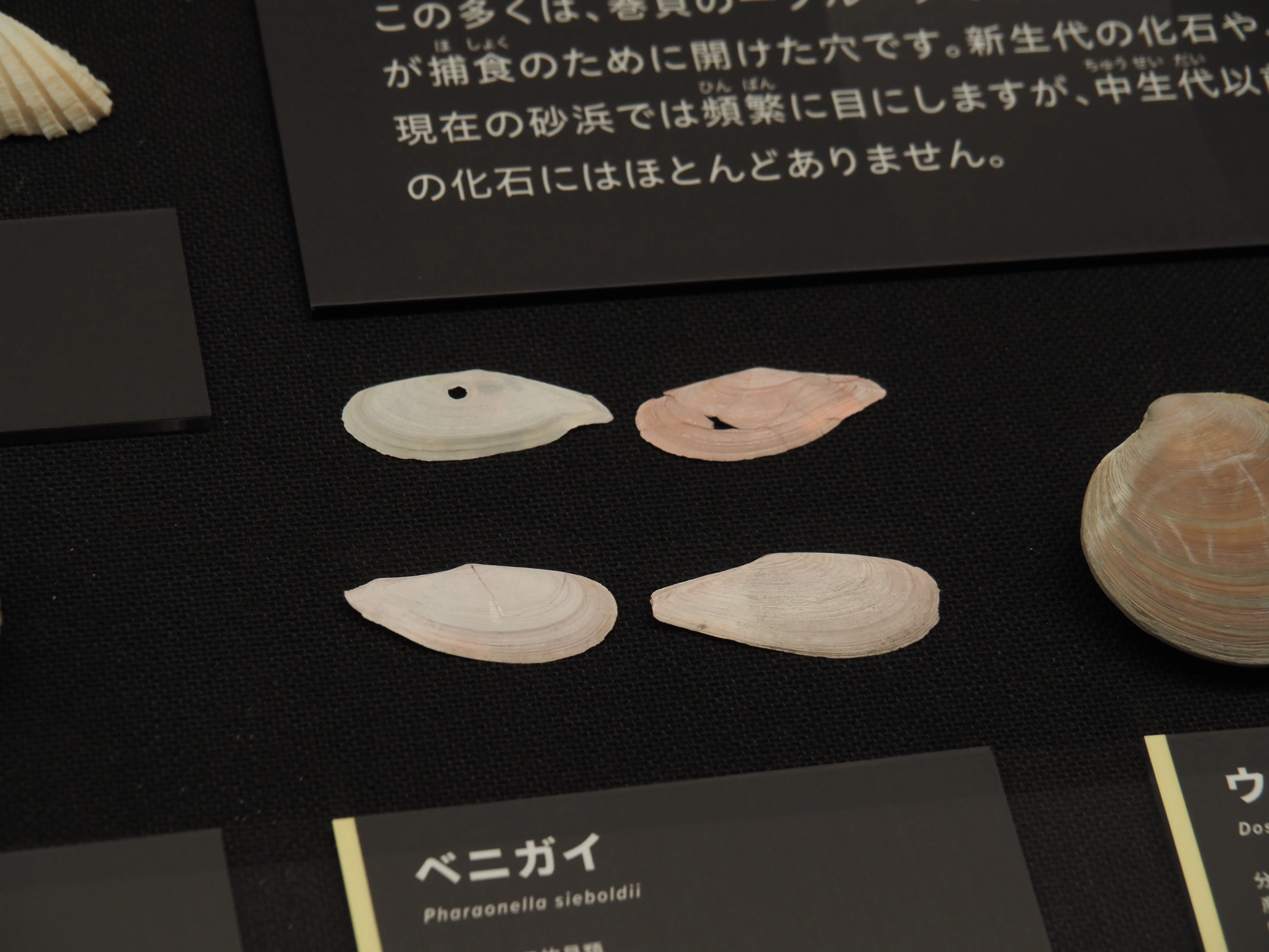化石 澄江産 アノマロカリスの腕 博物館級 実物 値段交渉可能 編集先記】ここだけの化石が地味にスゴイ！徳島県立博物館編vol.3｜本