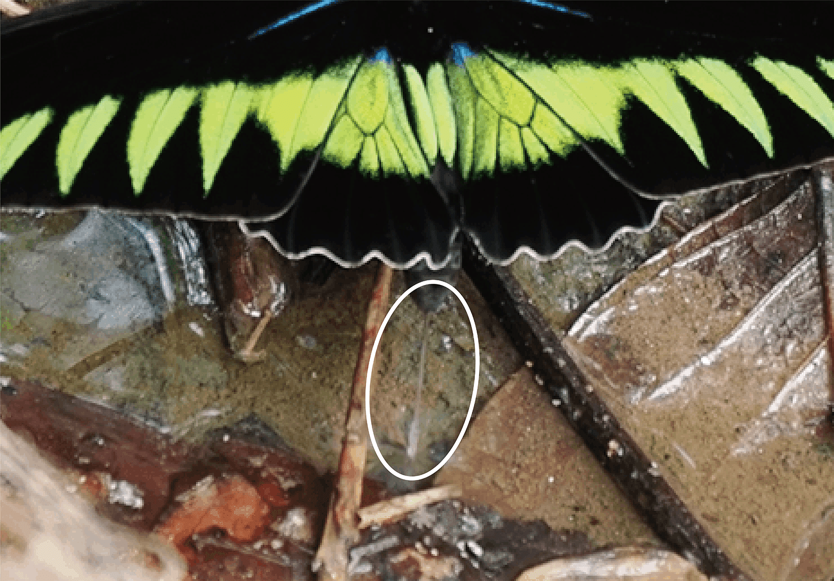 アカエリトリバネアゲハを探して|竜洋昆虫自然観察公園 アカエリトリバネアゲハを探して|竜洋昆虫自然観察公園