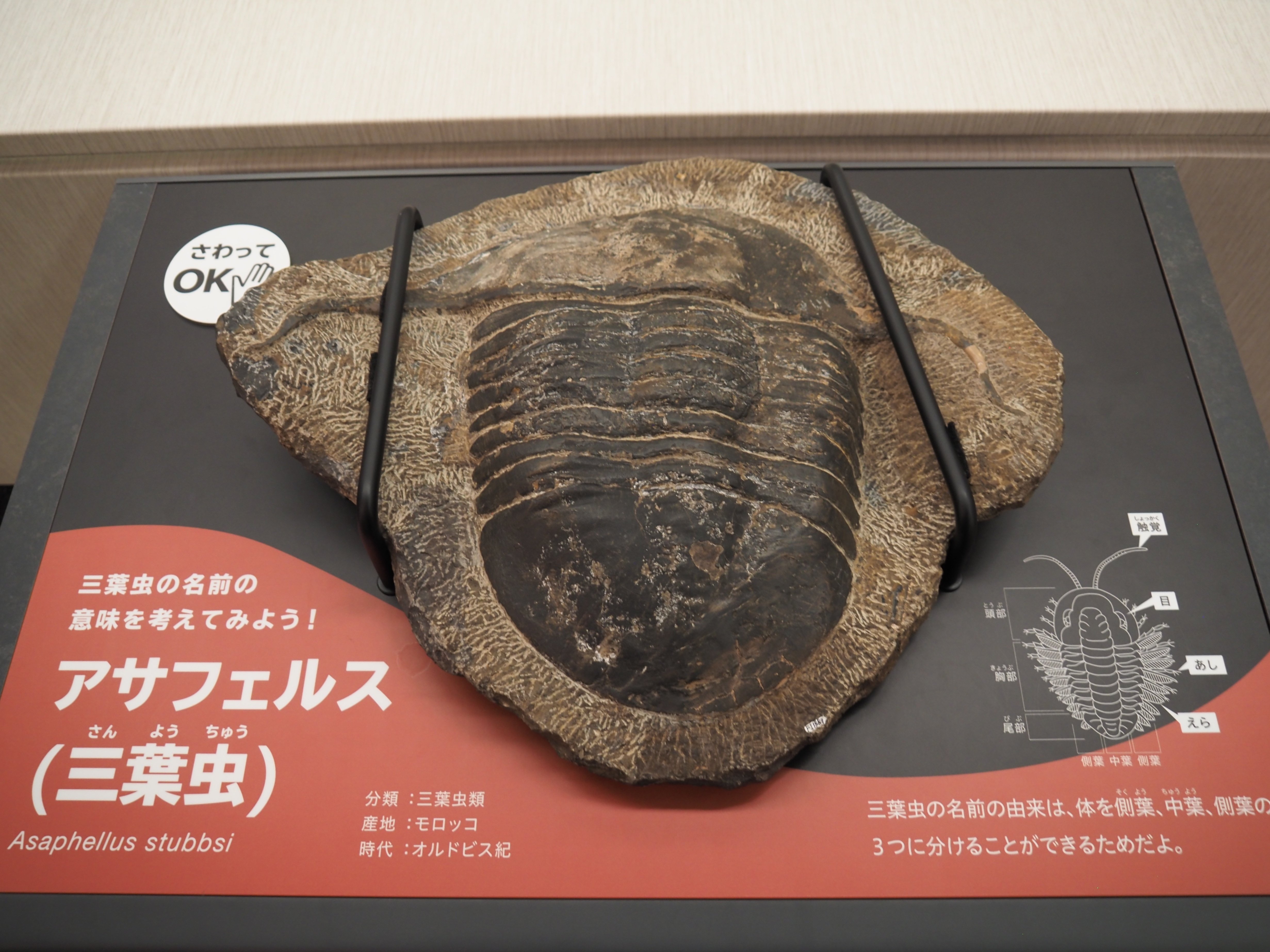 編集先記】ここだけの化石が地味にスゴイ！徳島県立博物館編vol.3｜本