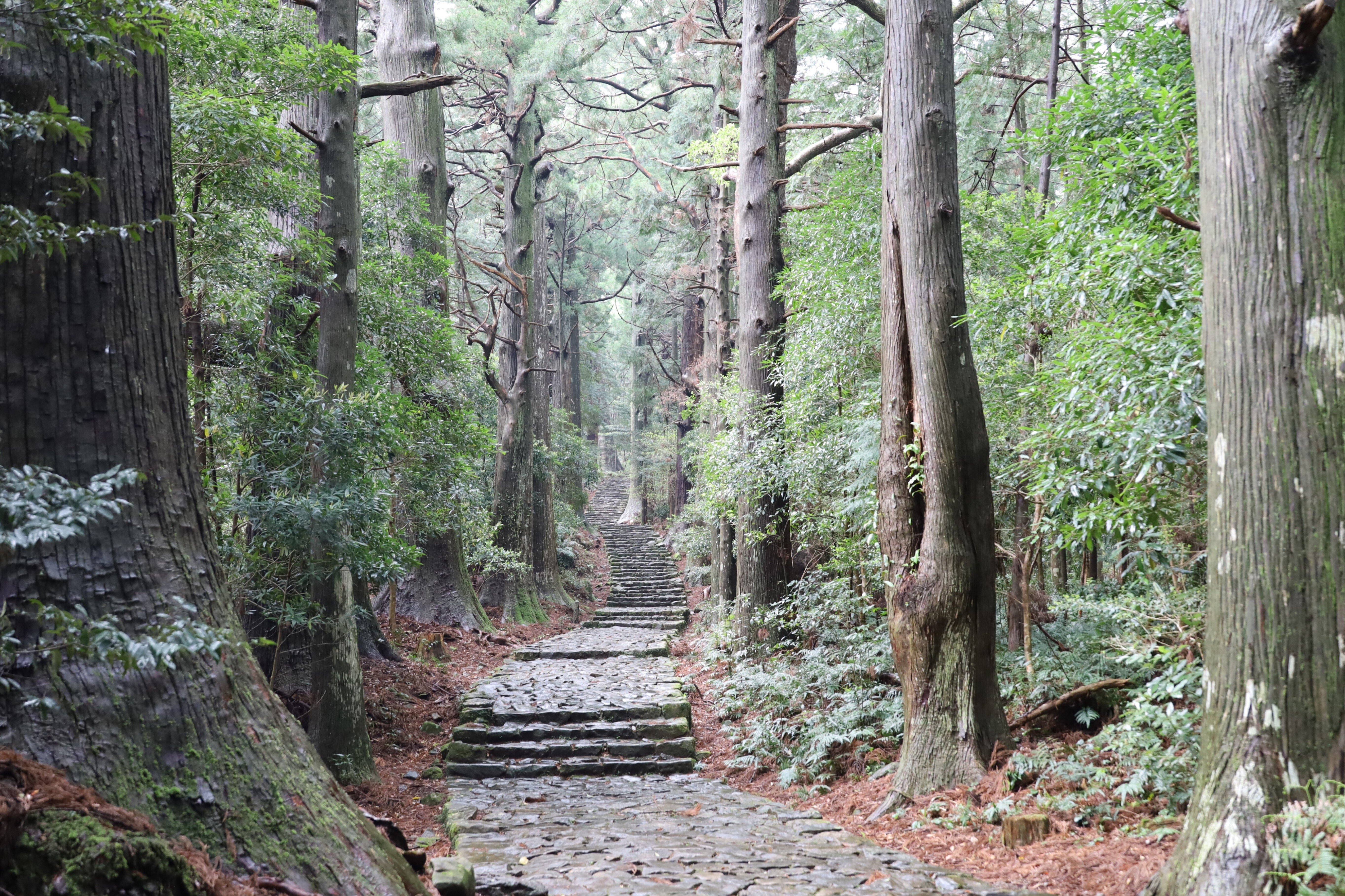 熊野とは④ 「道」・・熊野古道、聖地への道|cool な kumano 熊野とは④ 「道」・・熊野古道、聖地への道|cool な kumano