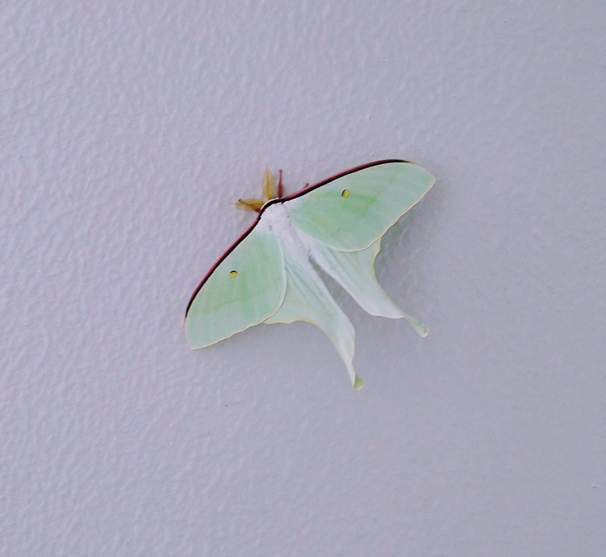 蛾 標本 イザベラミズアオ 蛾 標本 イザベラミズアオ イザベラミズアオ 87mm 標本