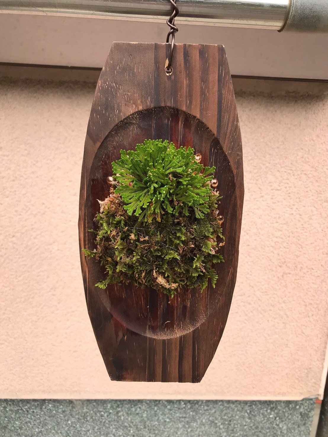 イワヒバ石付け 石付けの新着記事｜アメーバブログ（アメブロ）