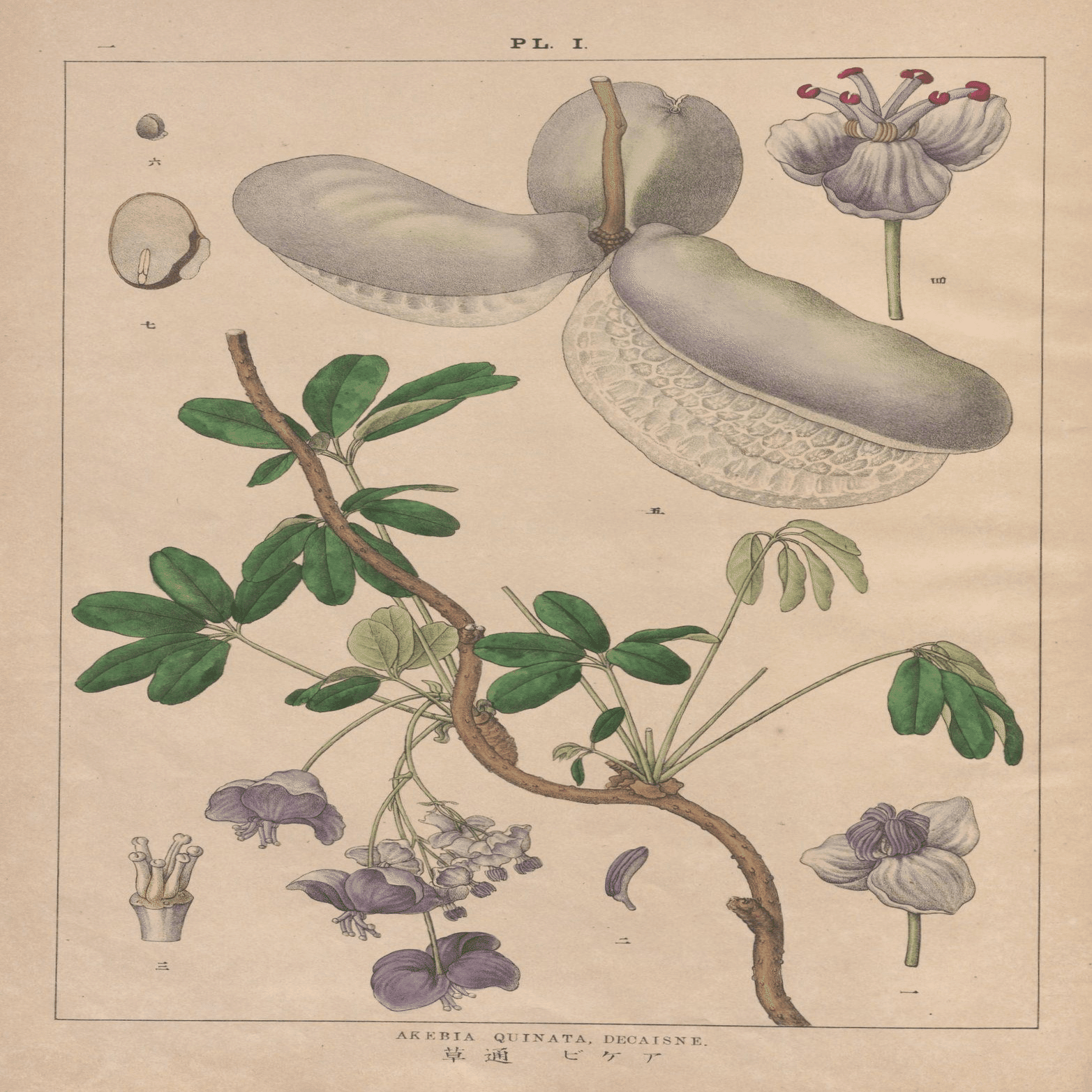 らんまん】明治17年の最新植物図譜｜富野牧太郎