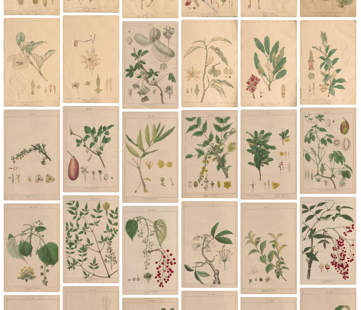 らんまん】明治17年の最新植物図譜｜富野牧太郎