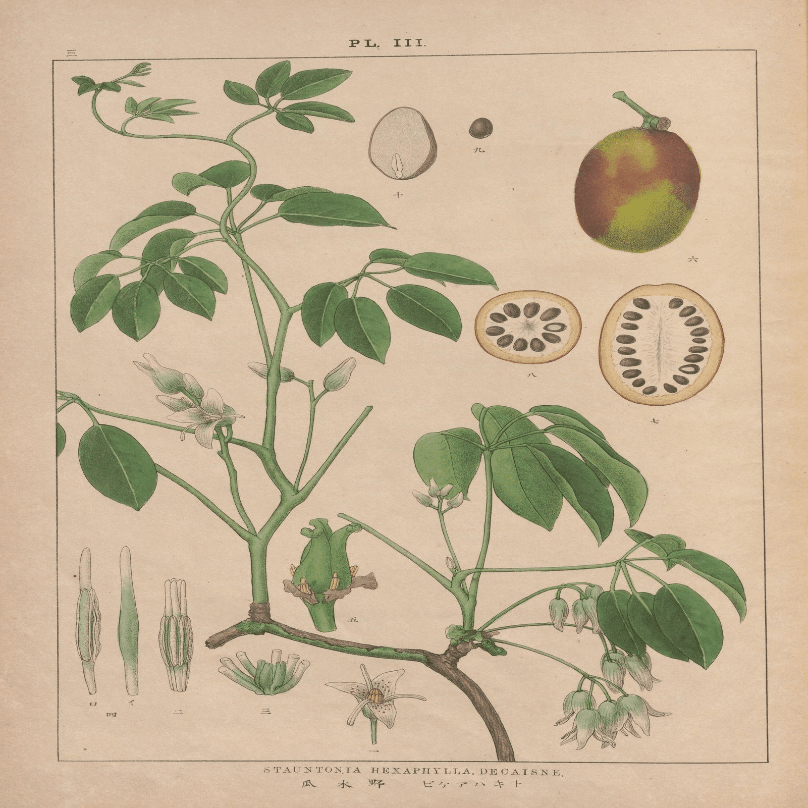 らんまん】明治17年の最新植物図譜｜富野牧太郎