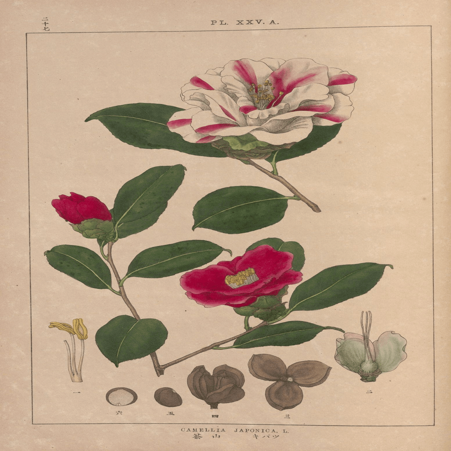 らんまん】明治17年の最新植物図譜｜富野牧太郎