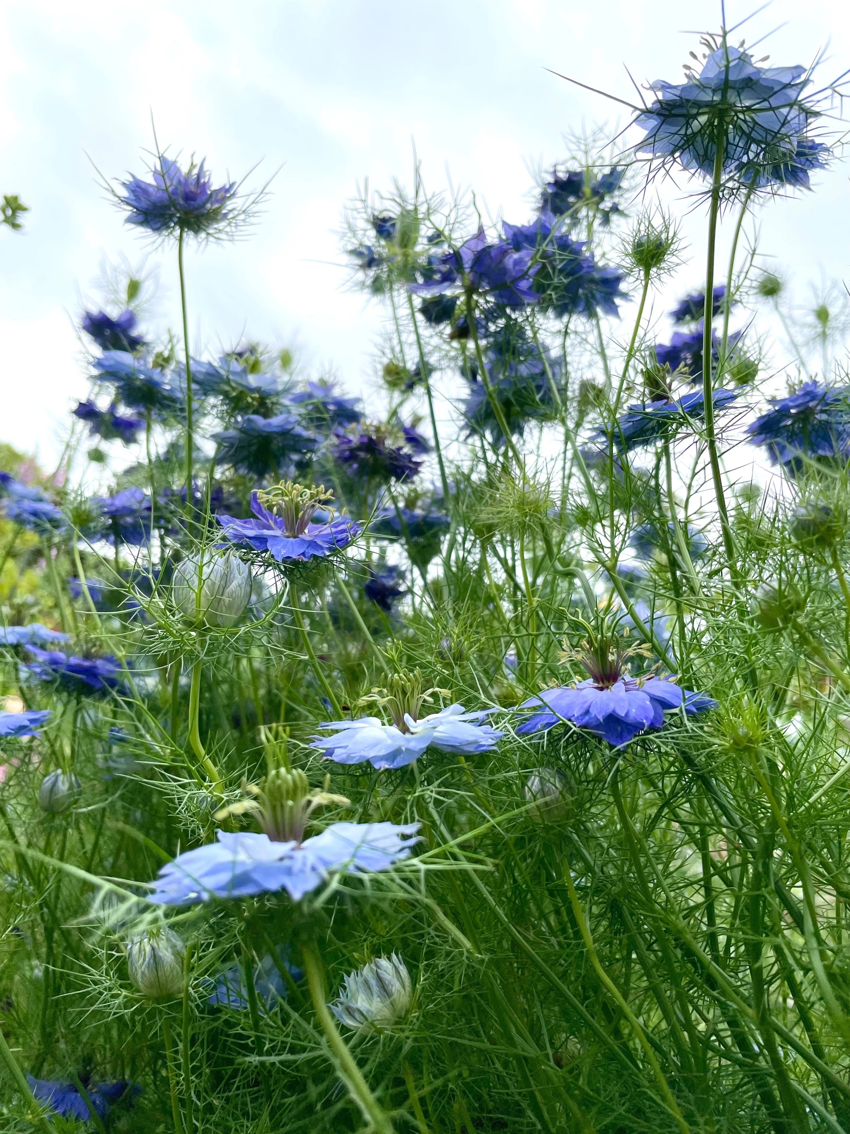 ニゲラ(クロタネソウ)｜暮らしの花研究家