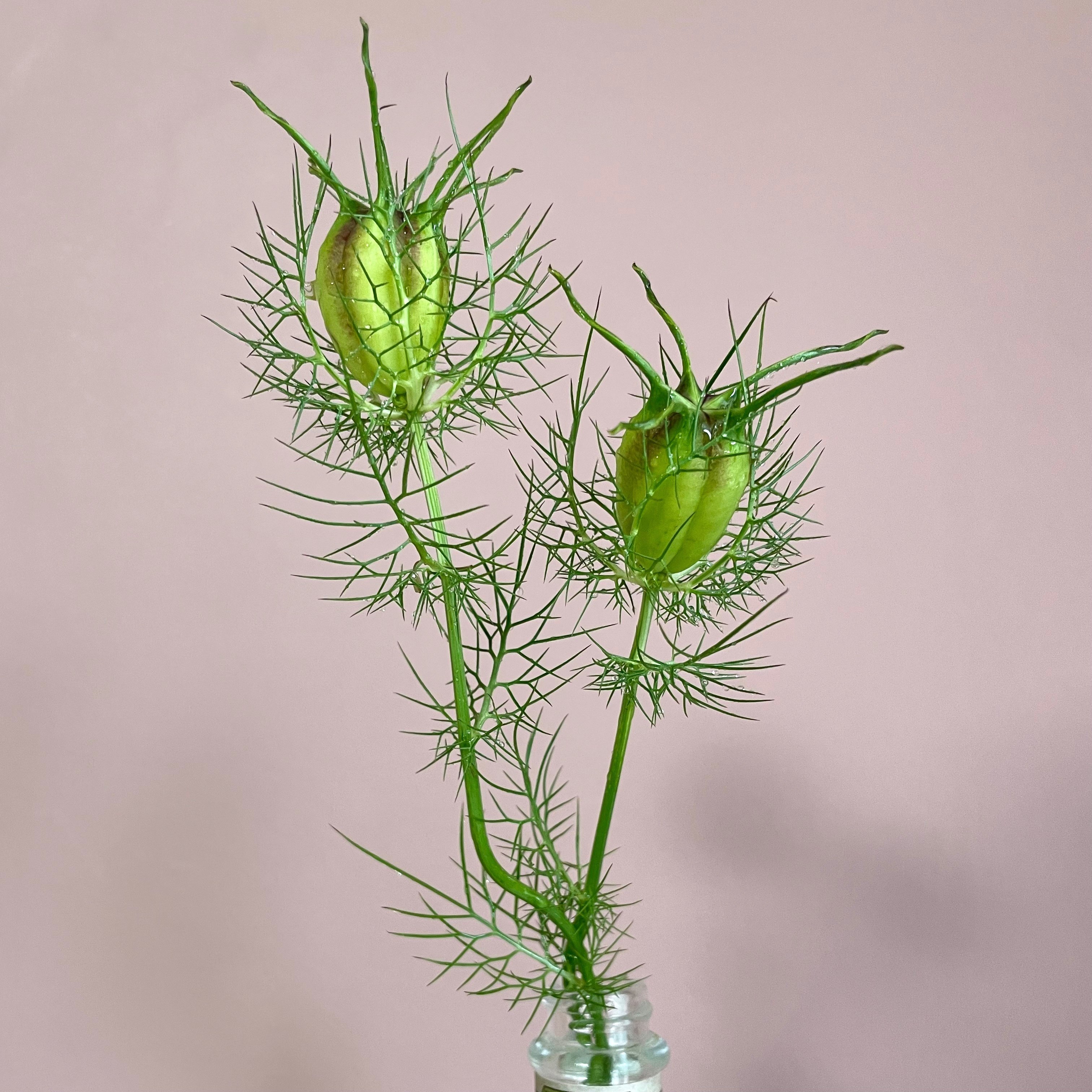 ニゲラ(クロタネソウ)｜暮らしの花研究家