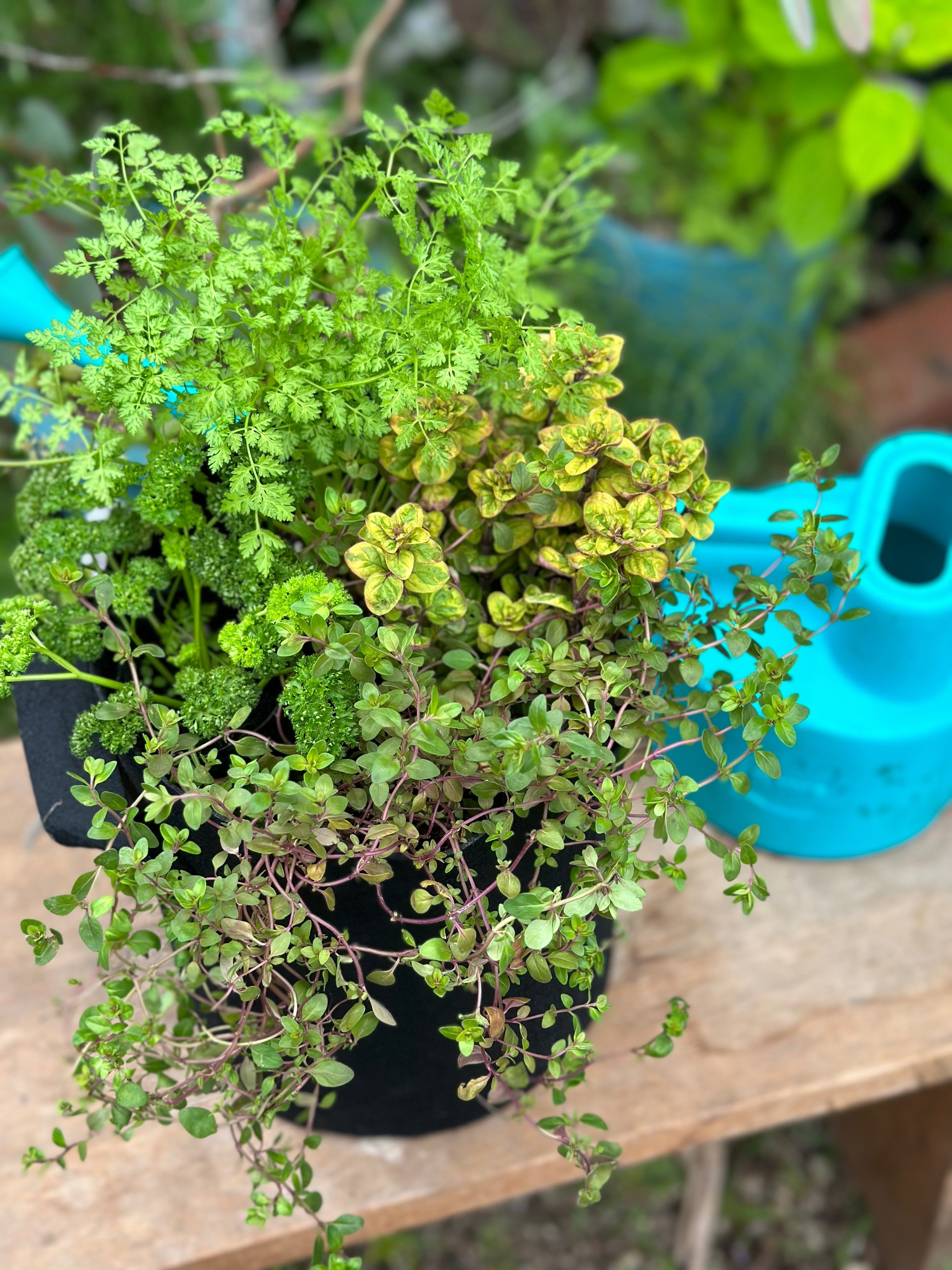 ハーブのある暮らしー『ハーブの寄せ植え』を作る｜haco
