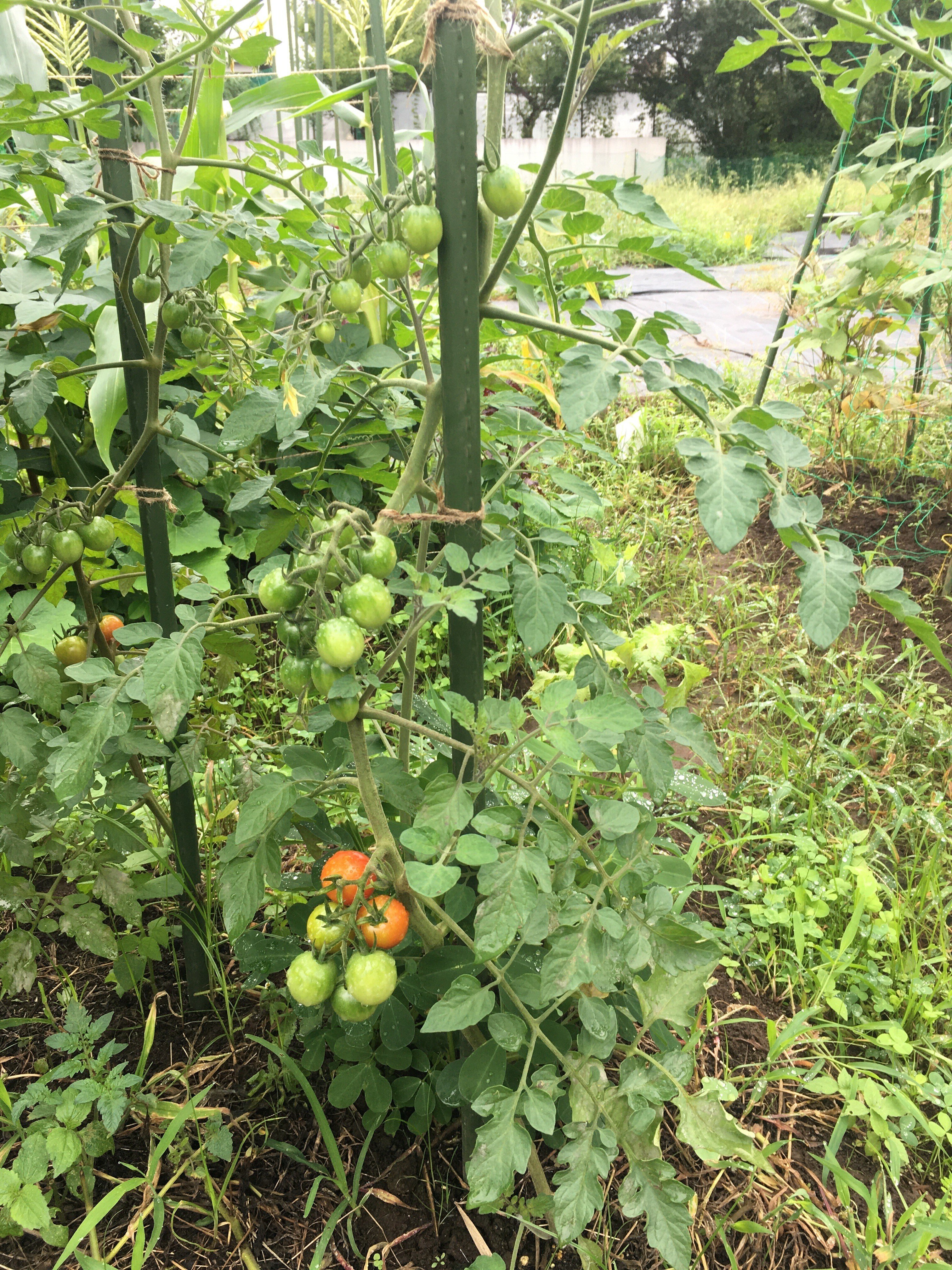 チョコレートペアトマトの種(自然栽培) トマト、「苗から育てる」から