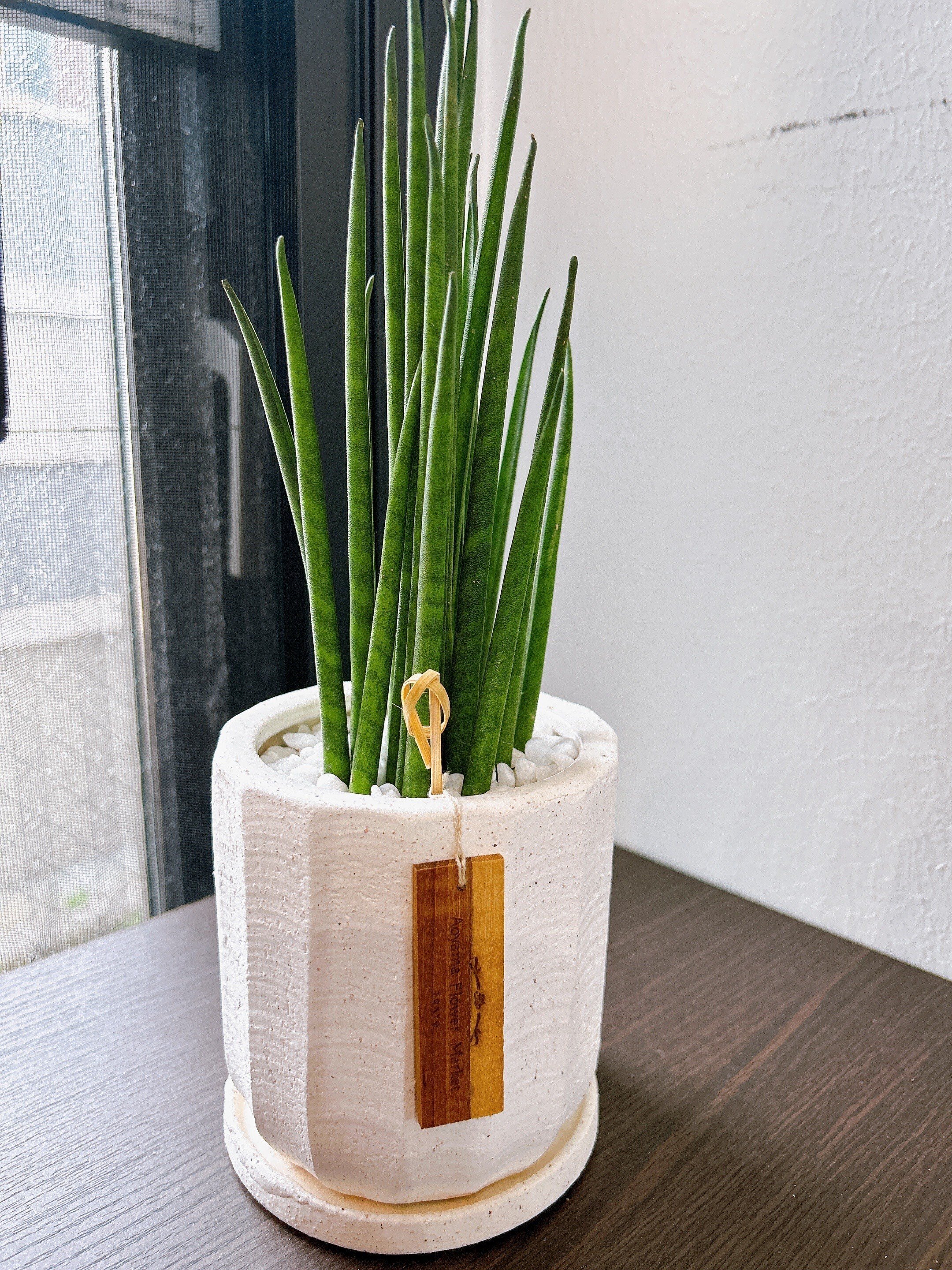 アロエ　観葉植物　在宅勤務の癒やしに アロエ 観葉植物 在宅勤務の癒やしに